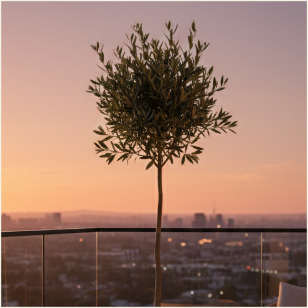 Olive Tree