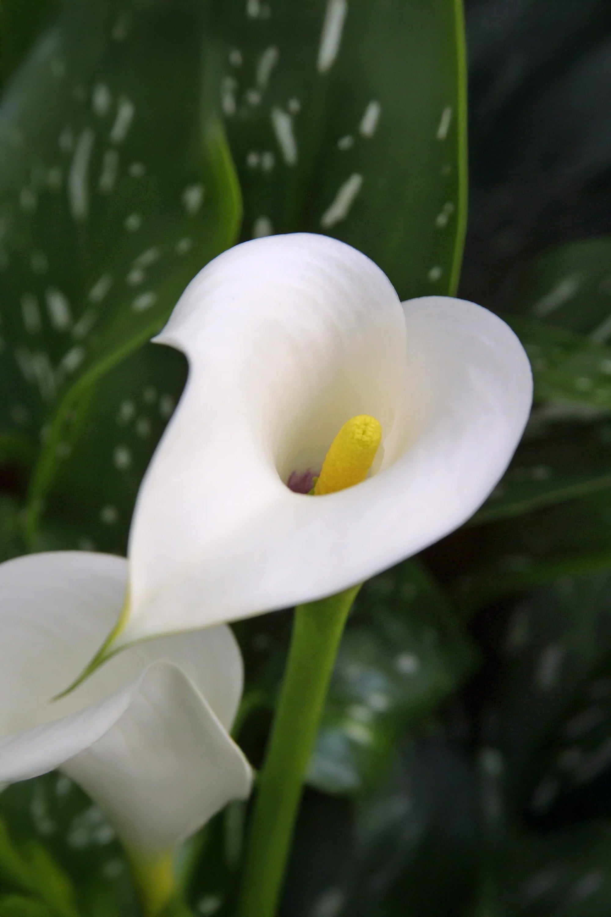 Calla/Zantedeschia Albomaculata