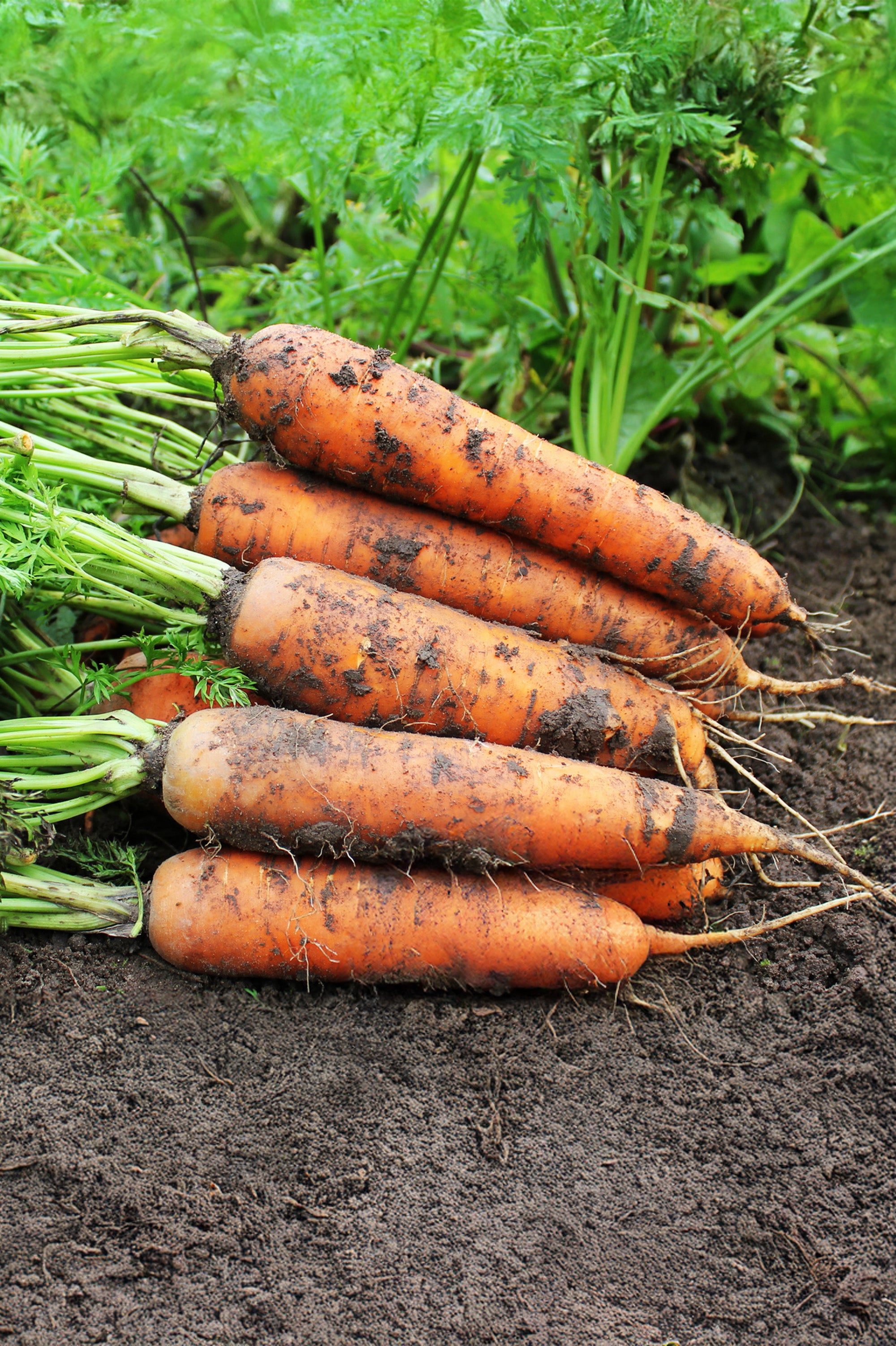 Carrot Autumn King Seeds