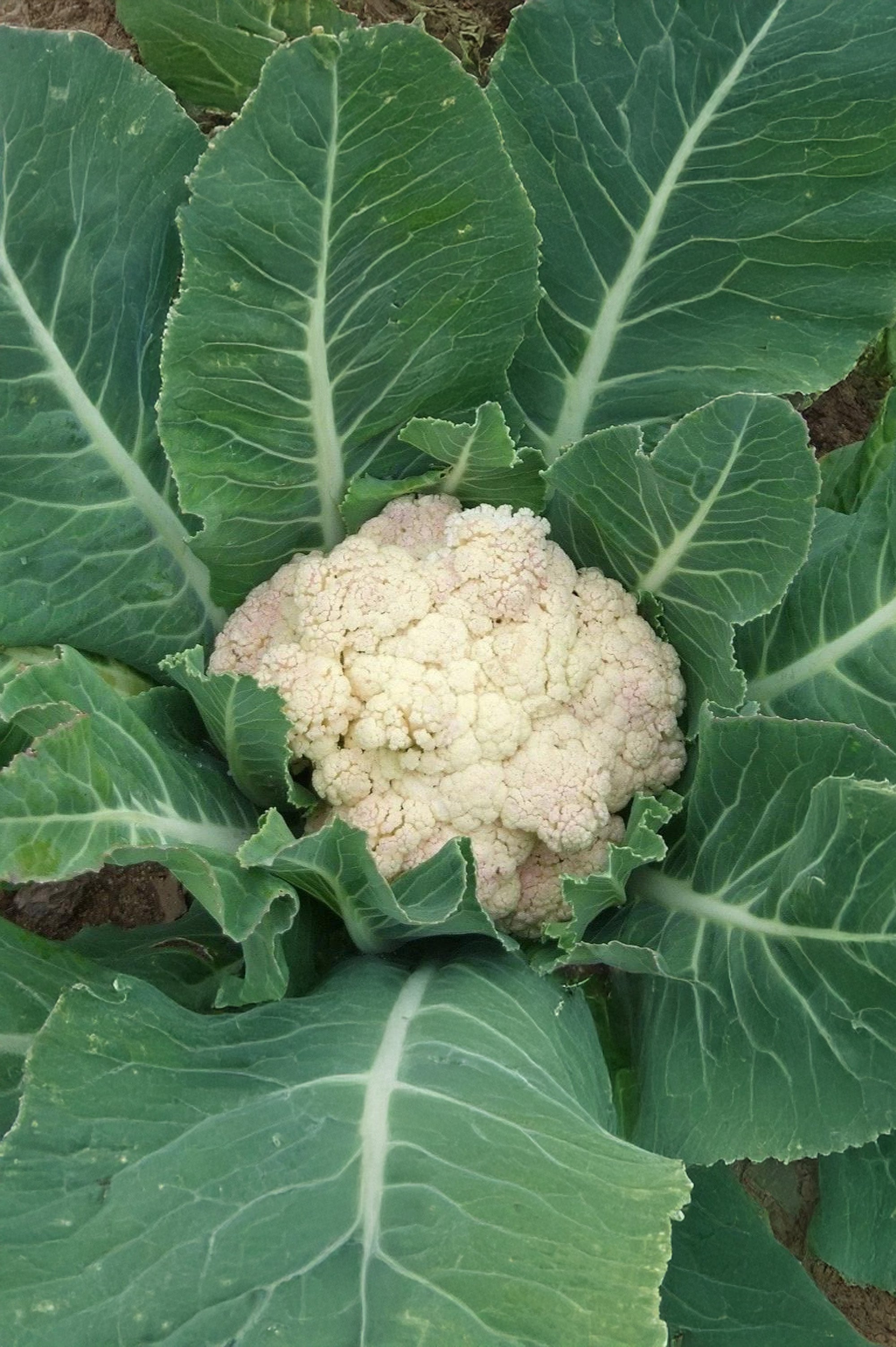 Cauliflower Snowball X Seeds