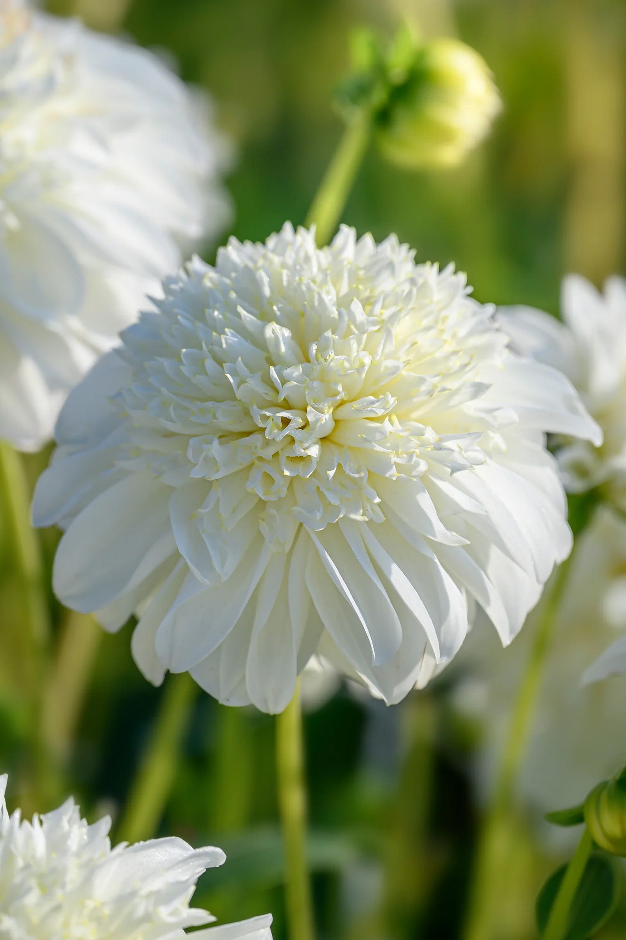 Dahlia Anemone-Flowered Zahra