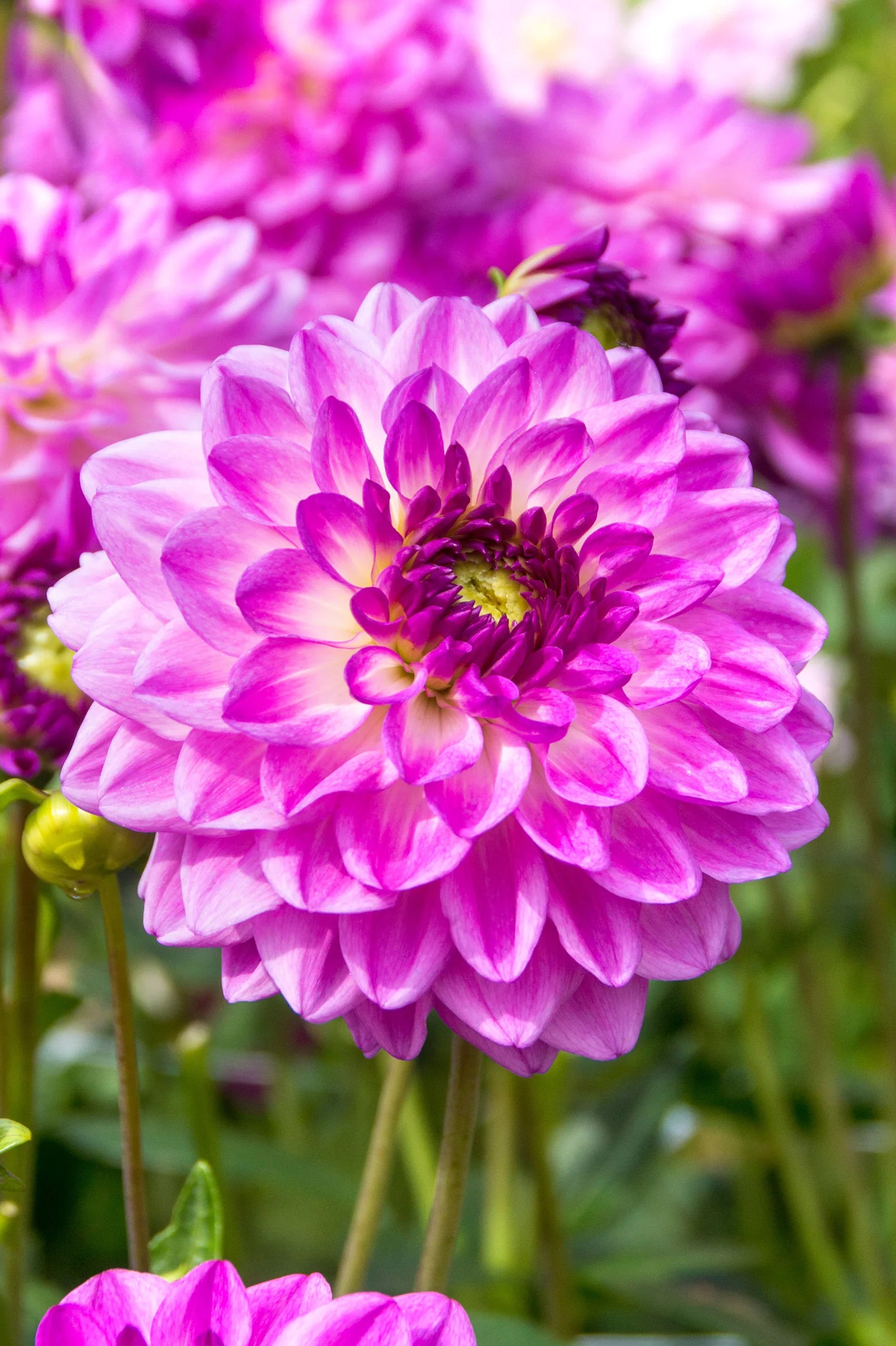 Dahlia Anne Marie (1 Bulb)