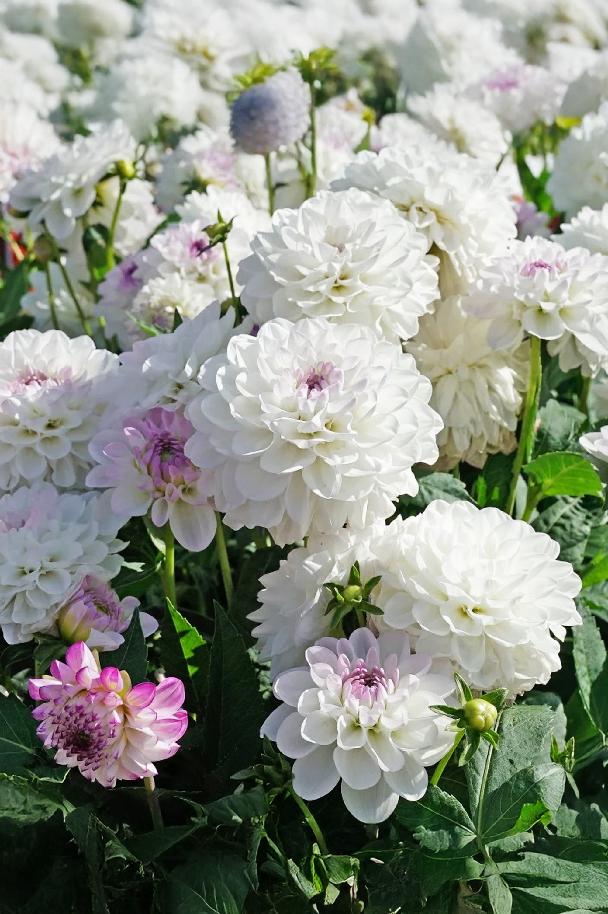 Dahlia Ball Eveline (1 Bulb)