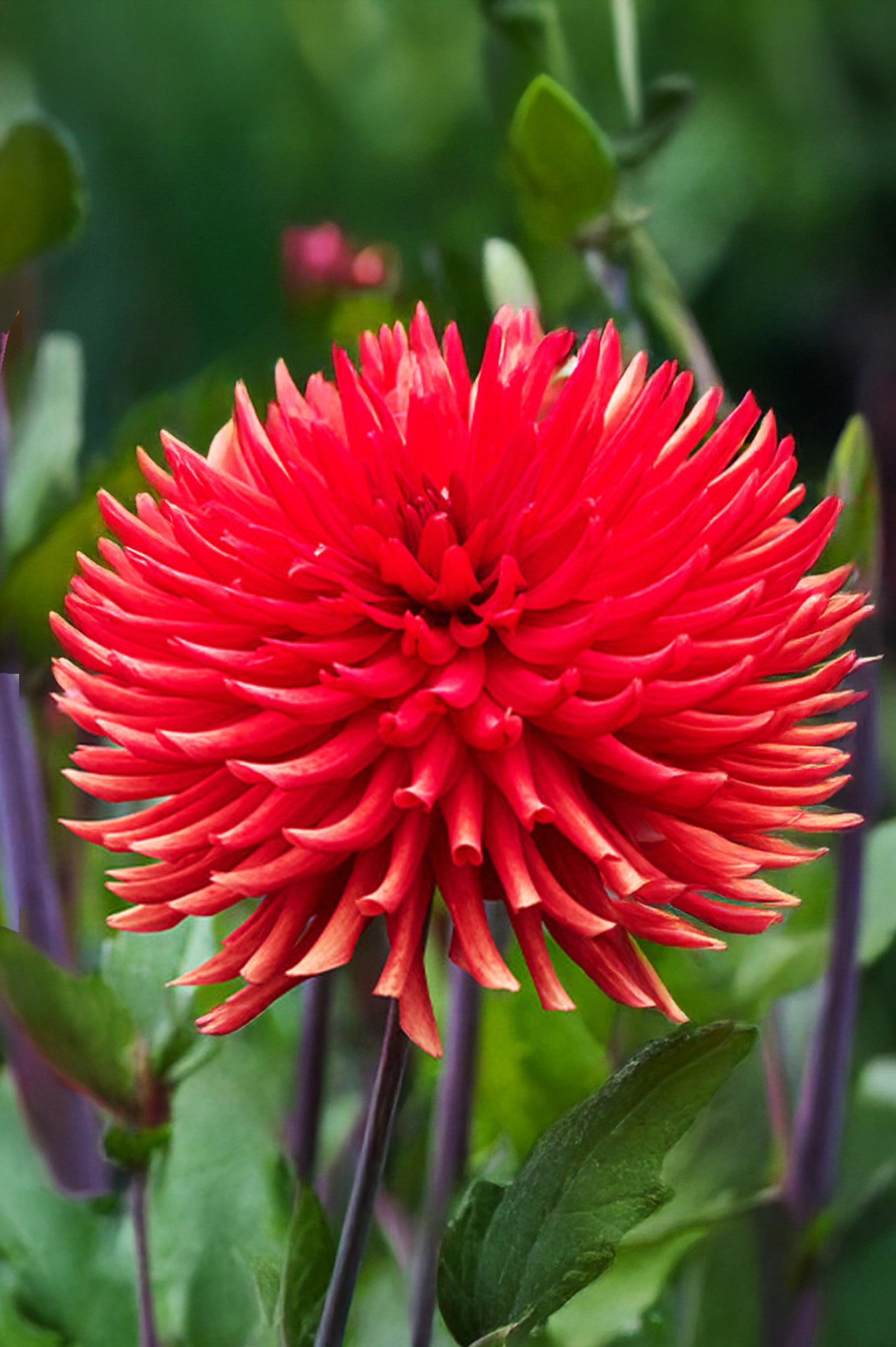 Dahlia Cactus Bergers Record (1 Bulb)