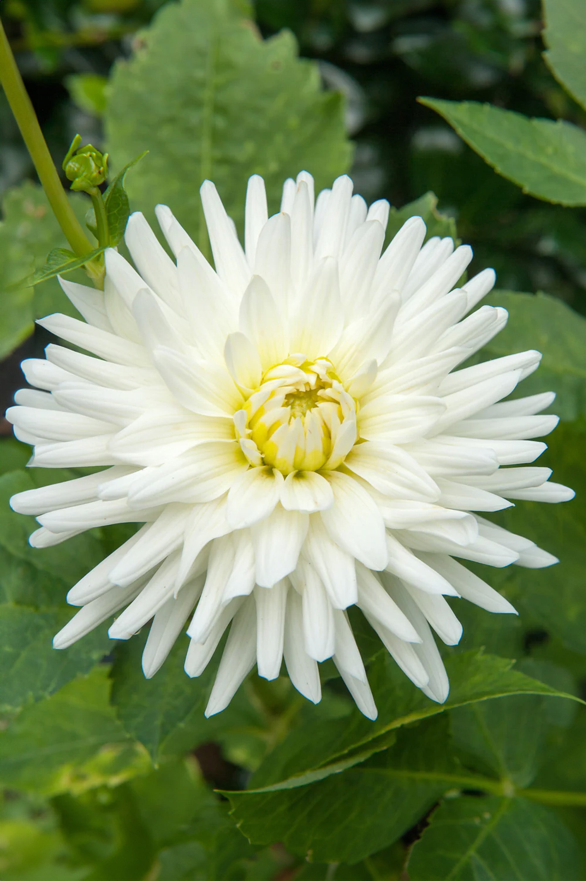 Dahlia Cactus My Love