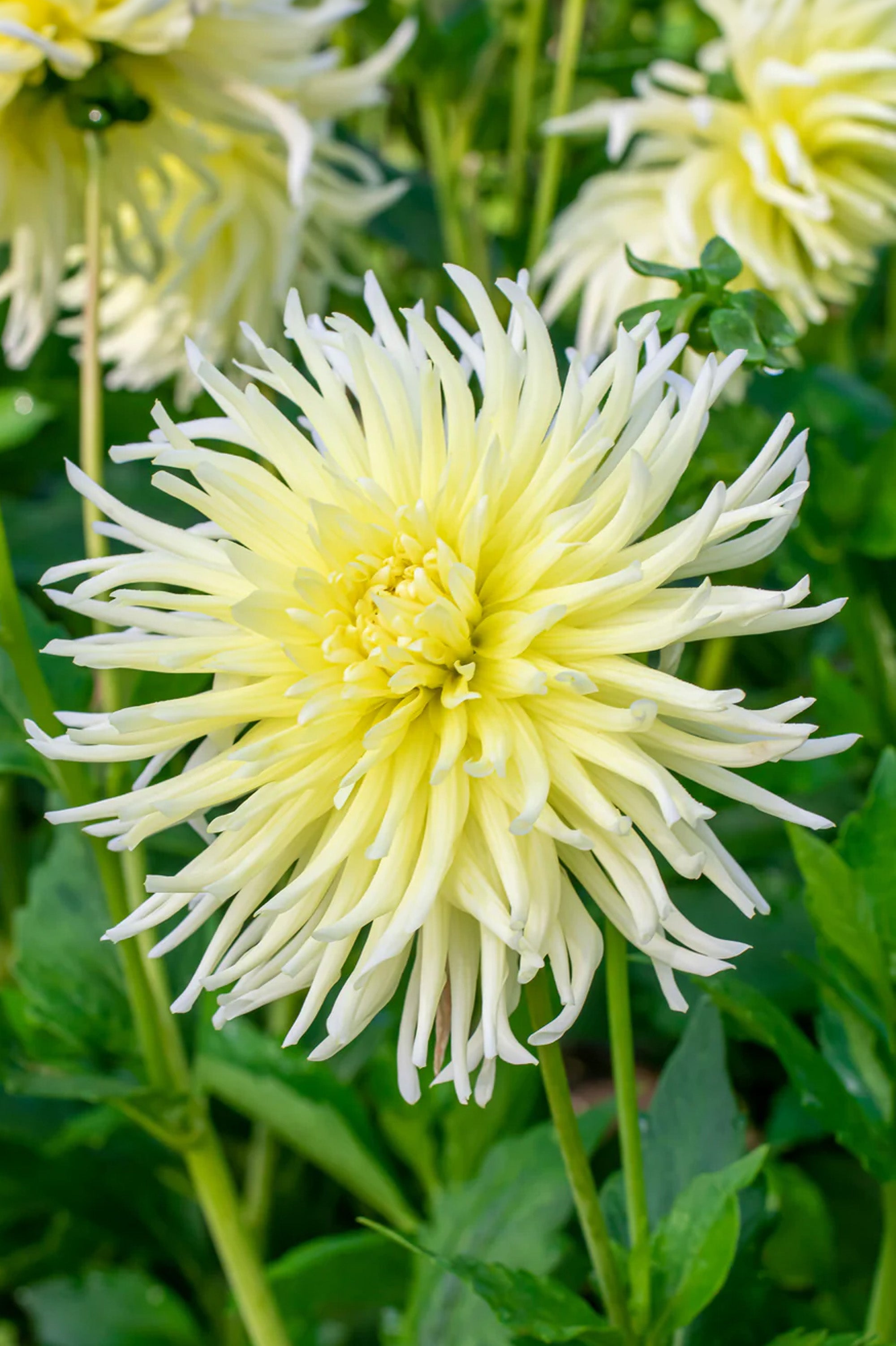 Dahlia Cactus Yellow Star