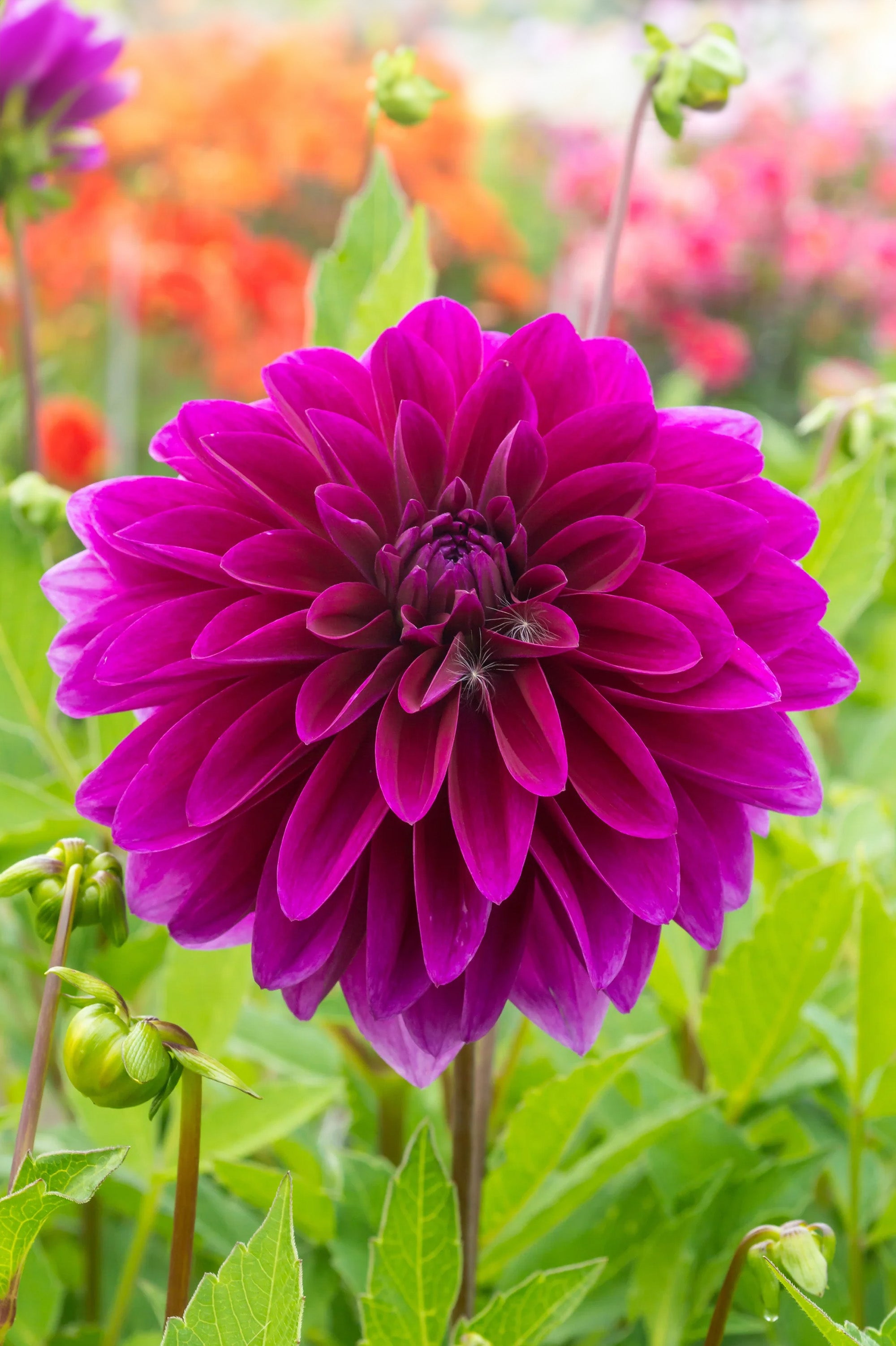 Dahlia Decorative Le Baron