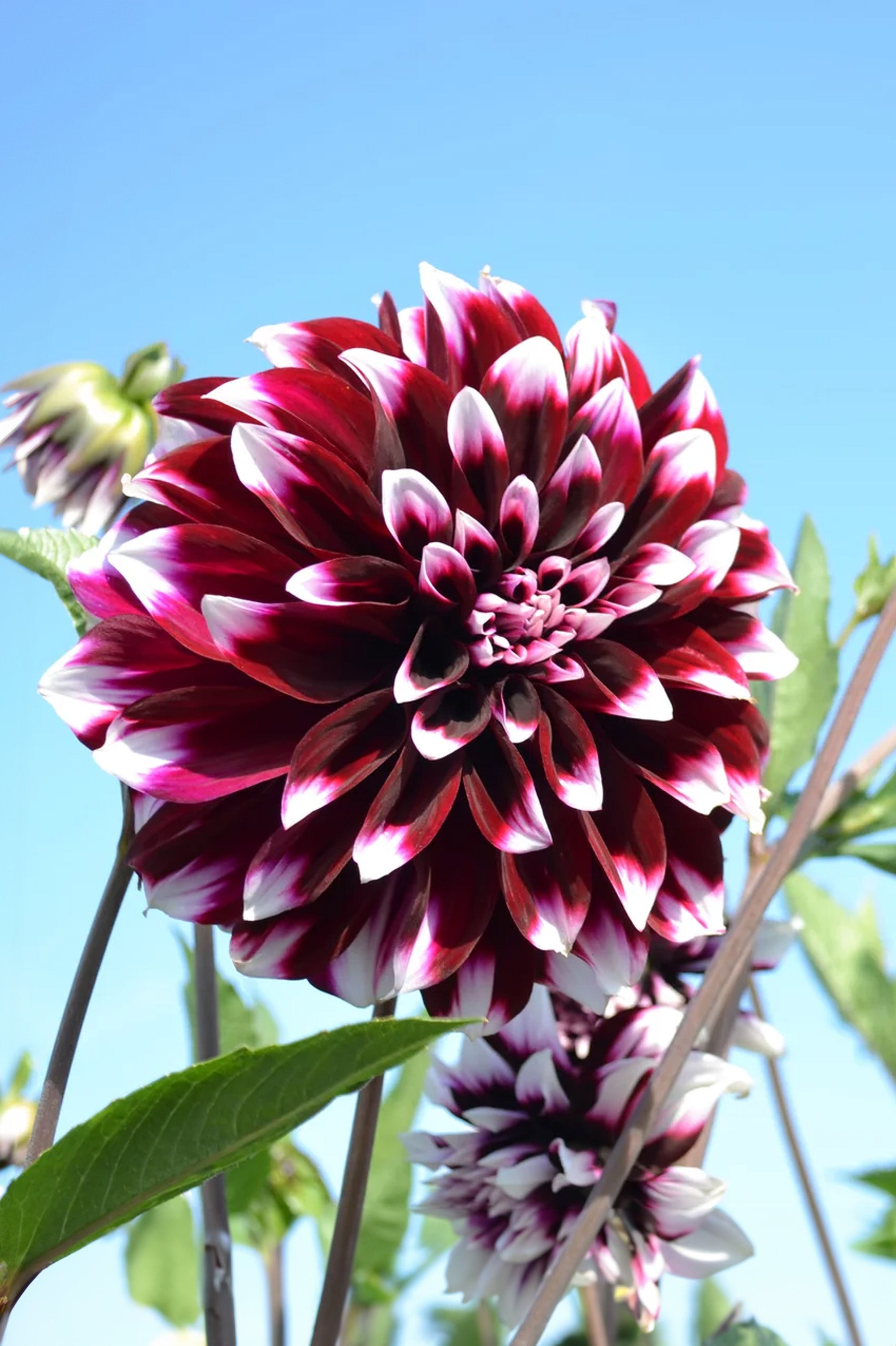 Dahlia Decorative Edinburgh