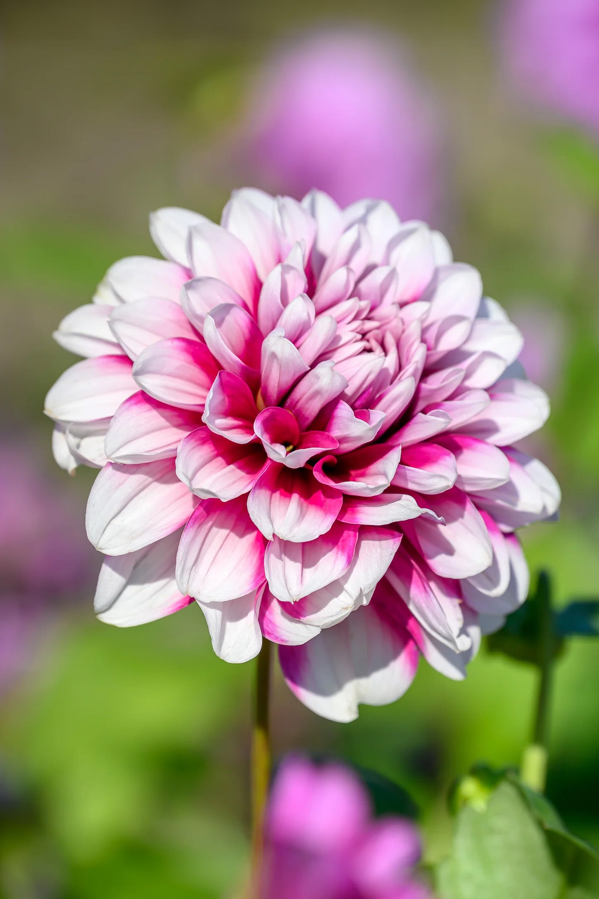 Dahlia Decorative Mystery Day (1 Bulb)