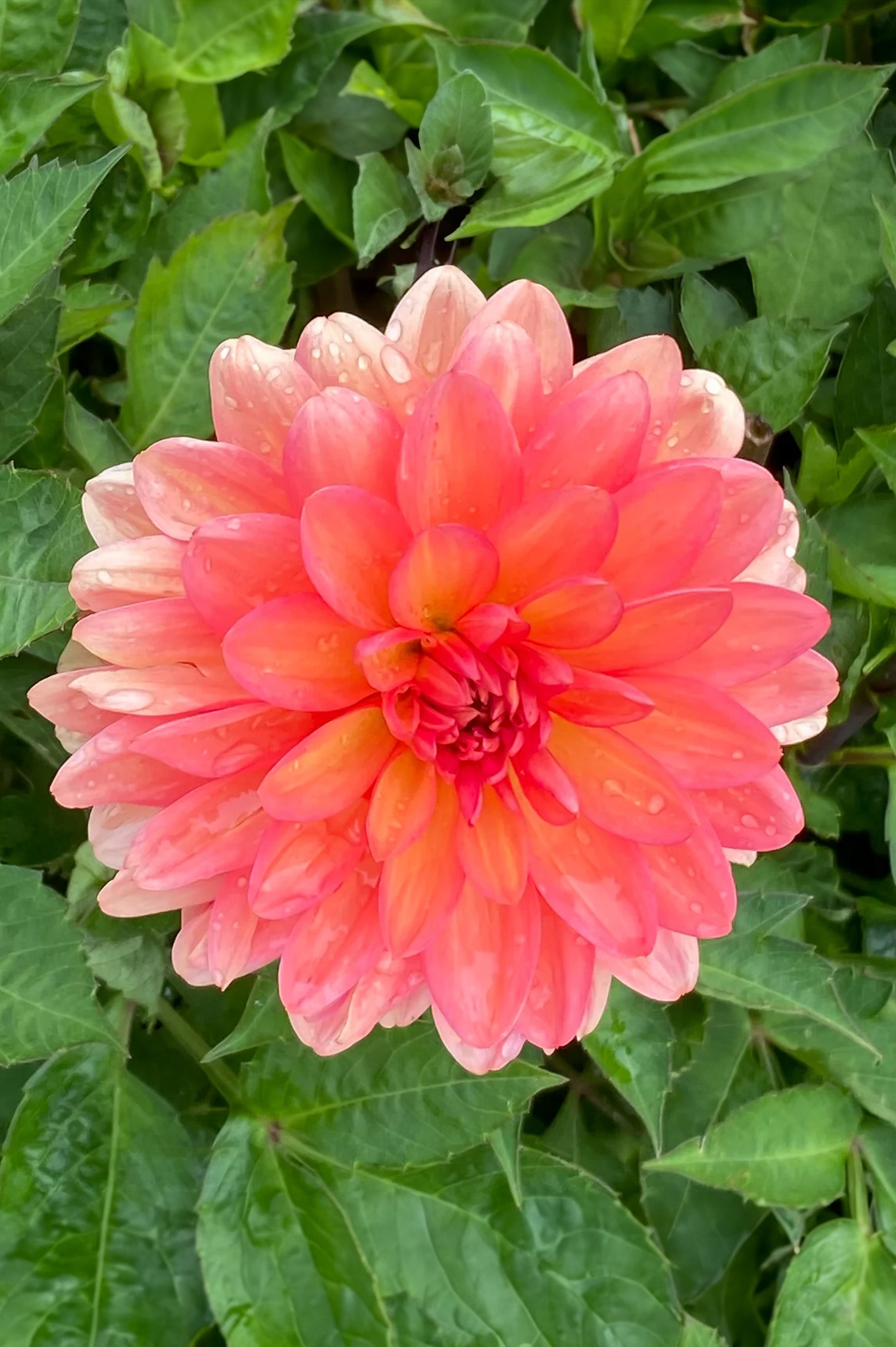Dahlia Go Go Peach