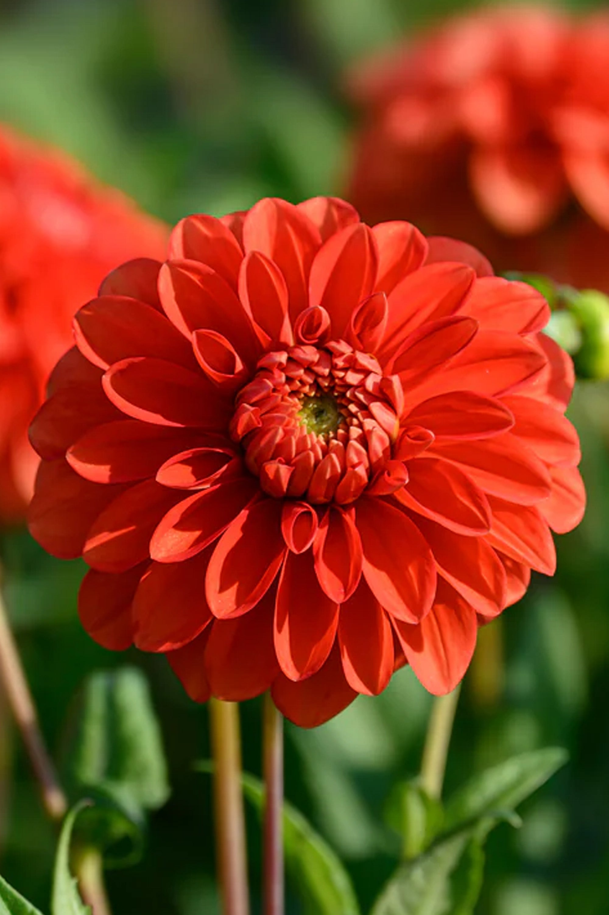 Dahlia Happy Halloween (1 Bulb)