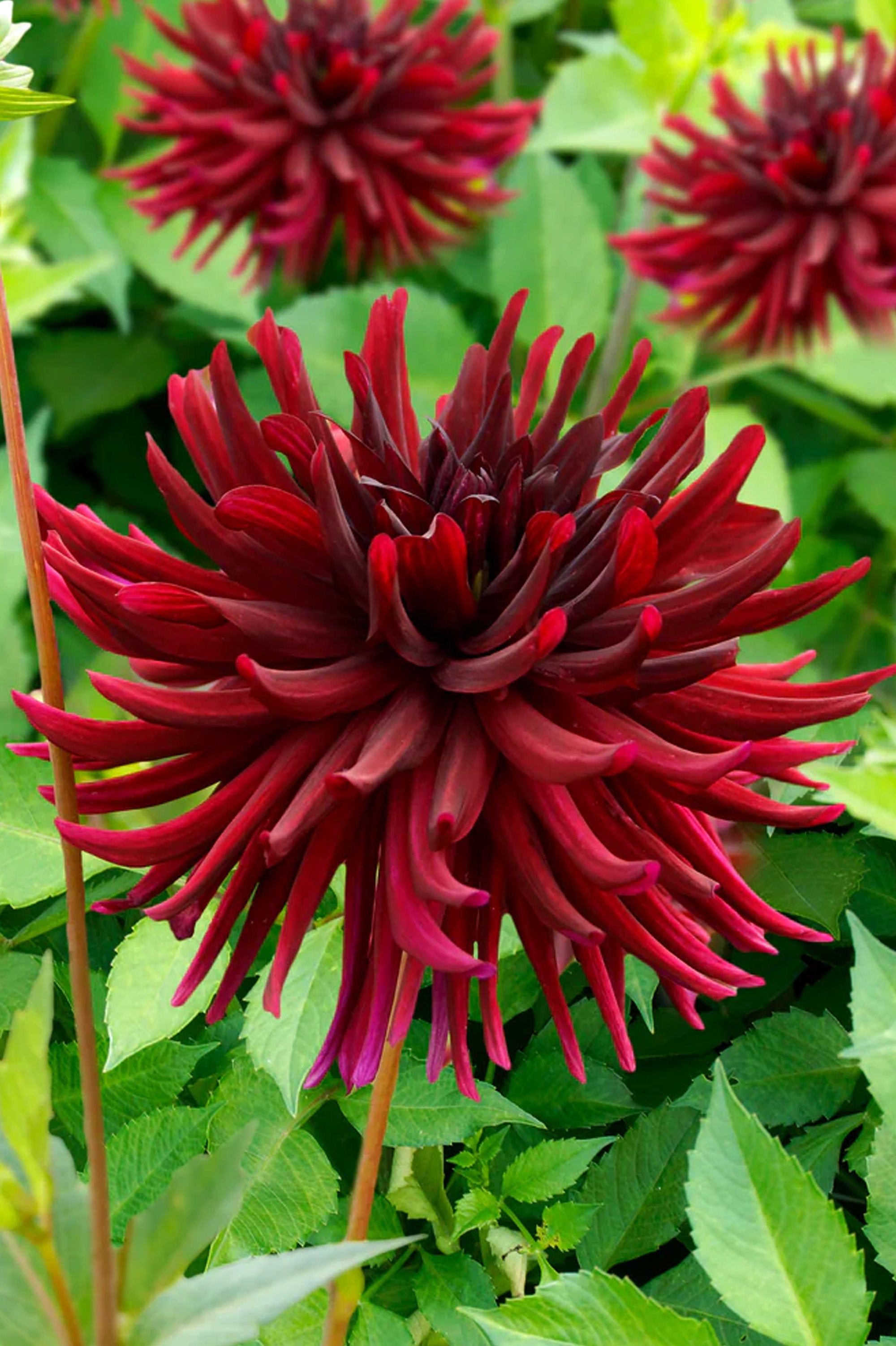 Dahlia Nuit D'Été