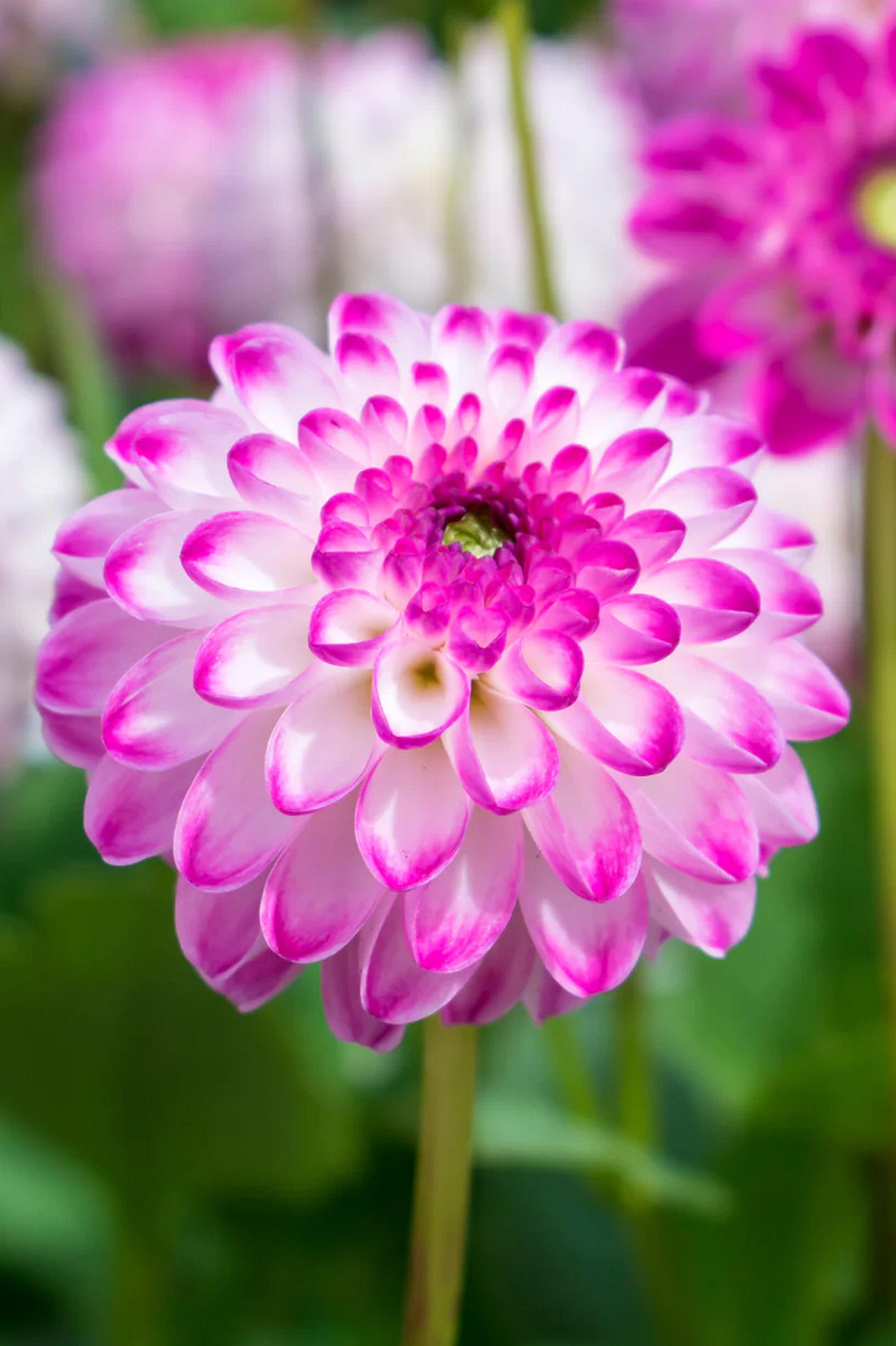 Dahlia Pink Isa (1 Bulb)
