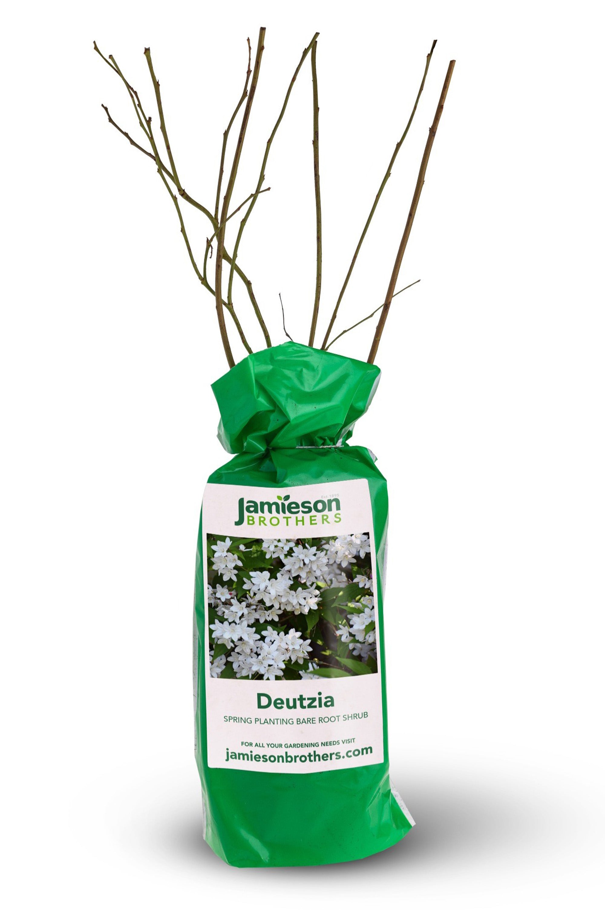 Deutzia - Spring planting bare root shrub by Jamieson Brothers