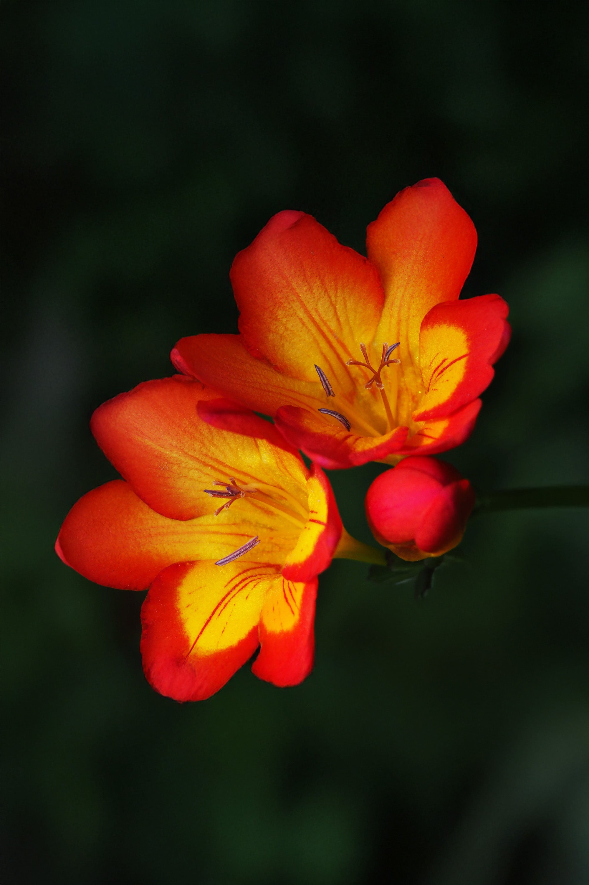 Freesia Double Red