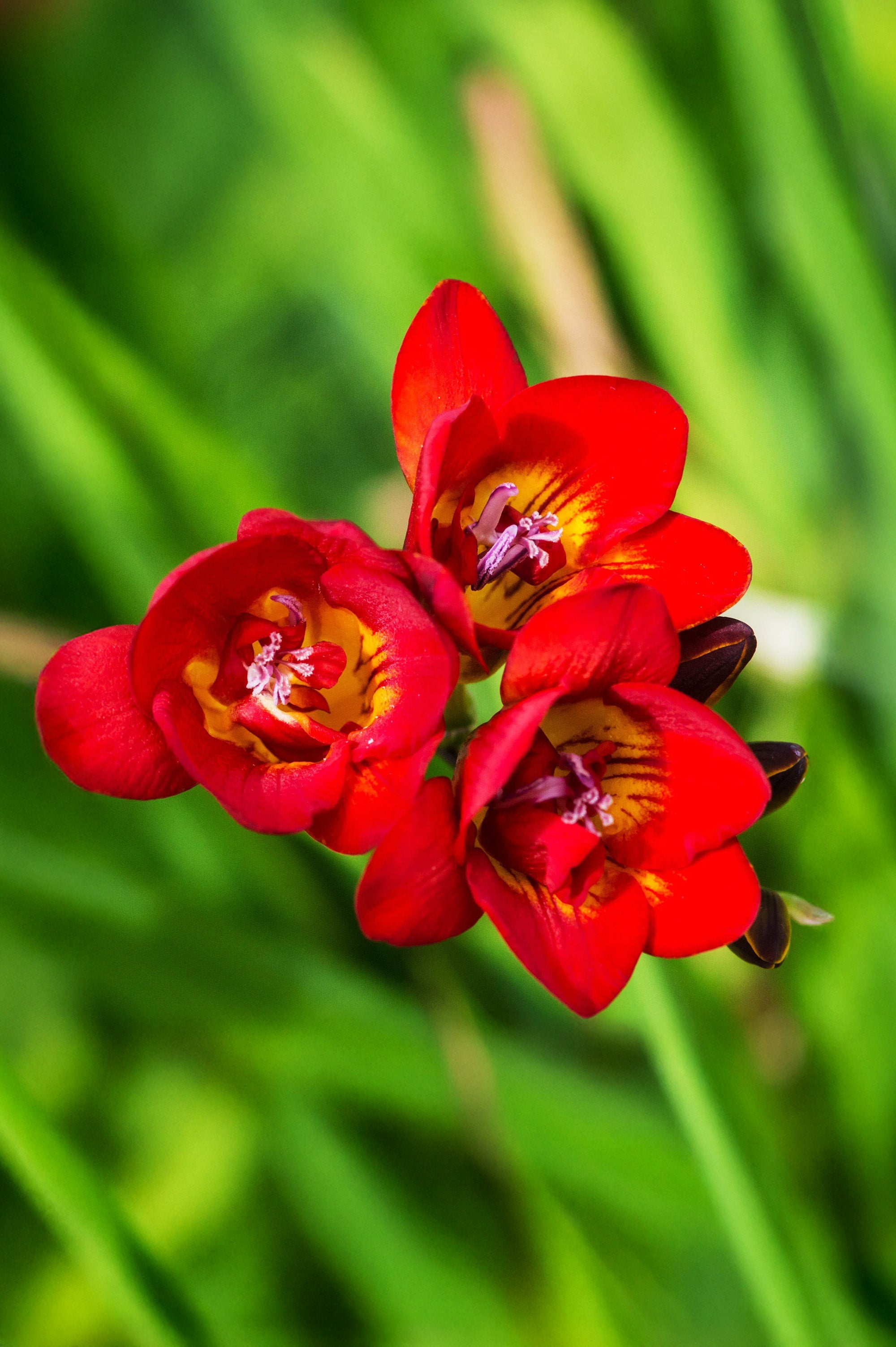 Freesia Double Red