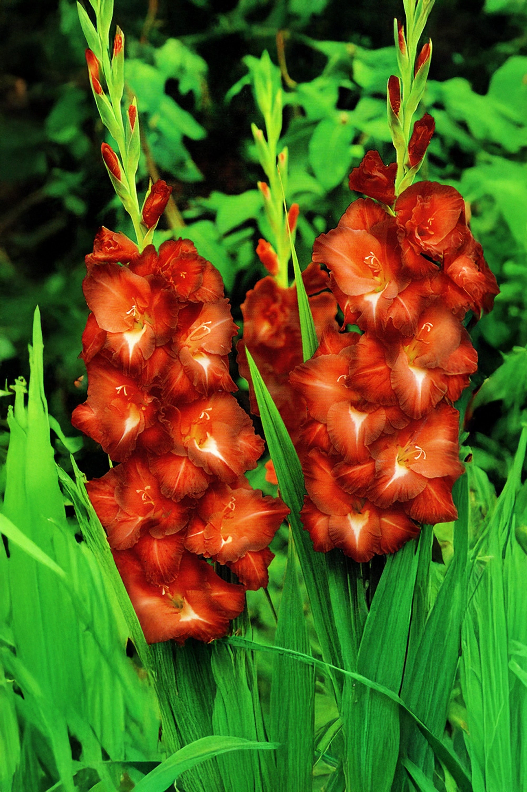 Gladiolus Chocolate