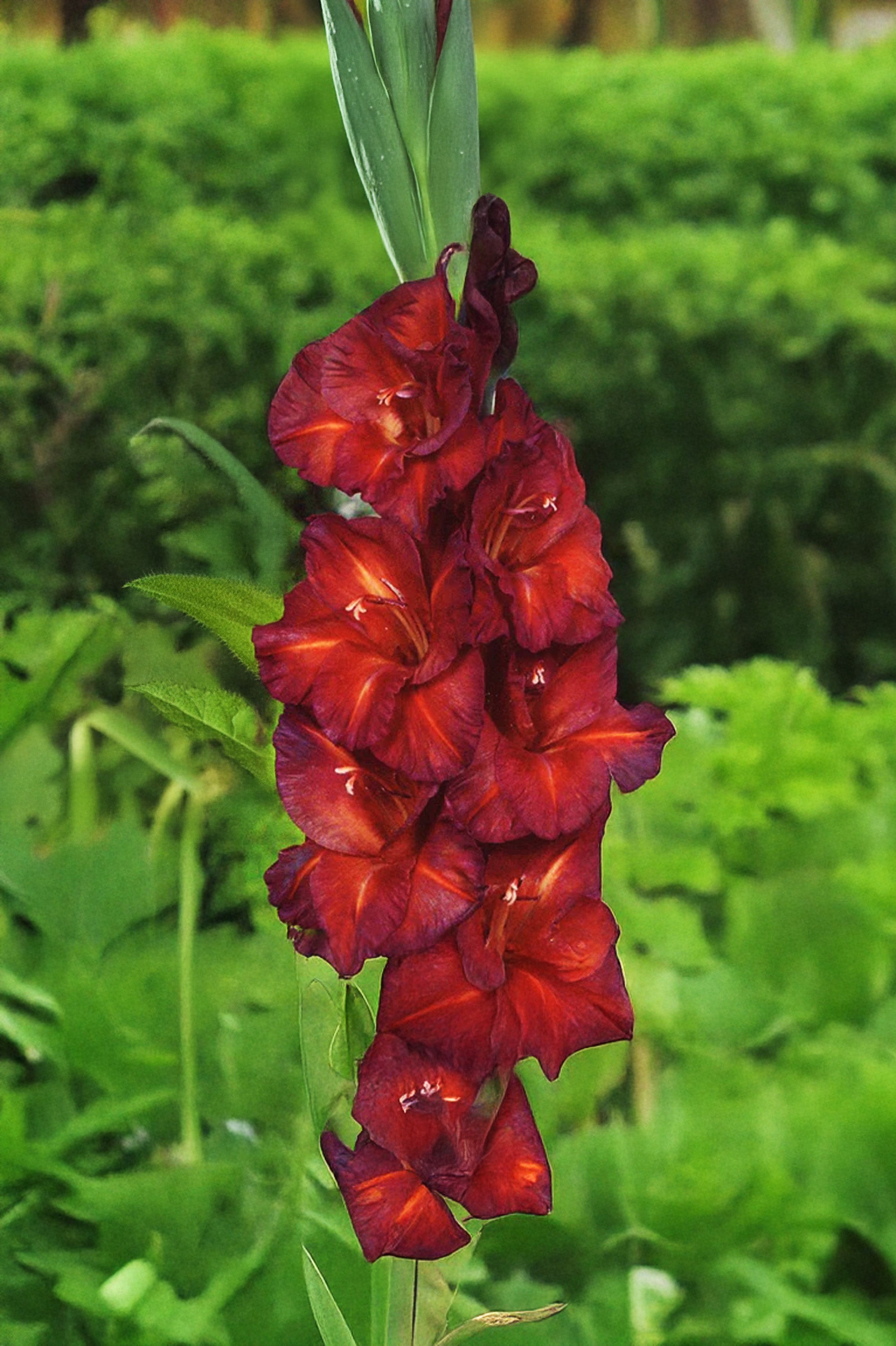 Gladiolus Chocolate