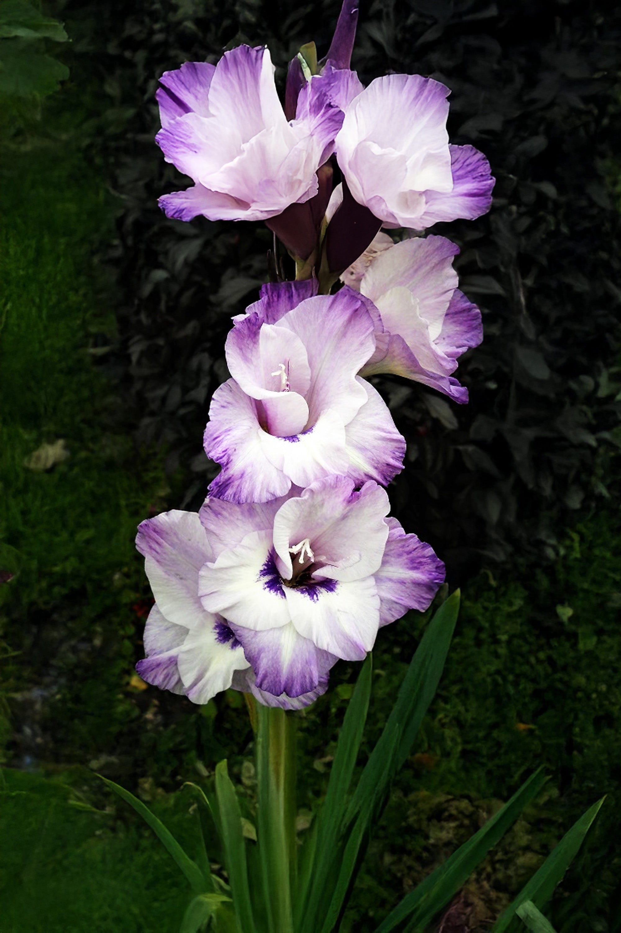 Gladiolus Desoto