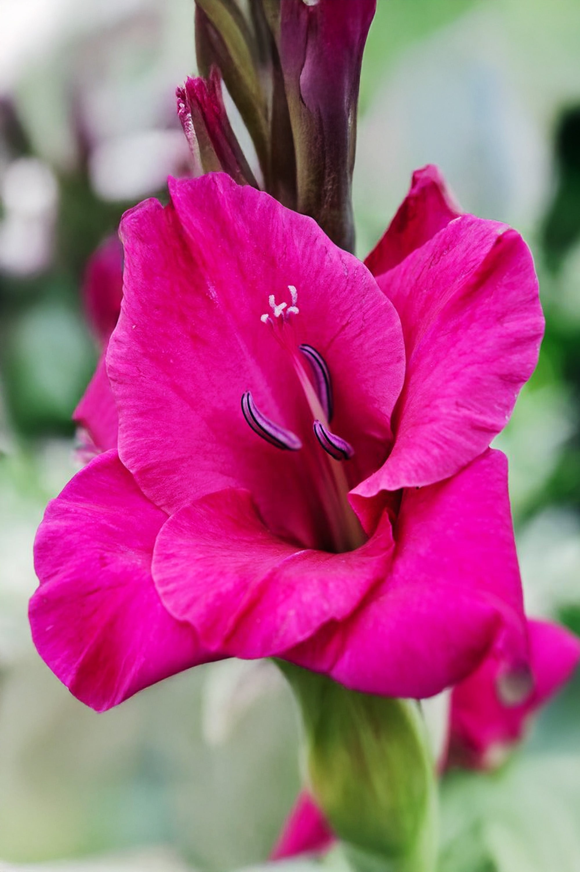 Gladiolus Fidelio