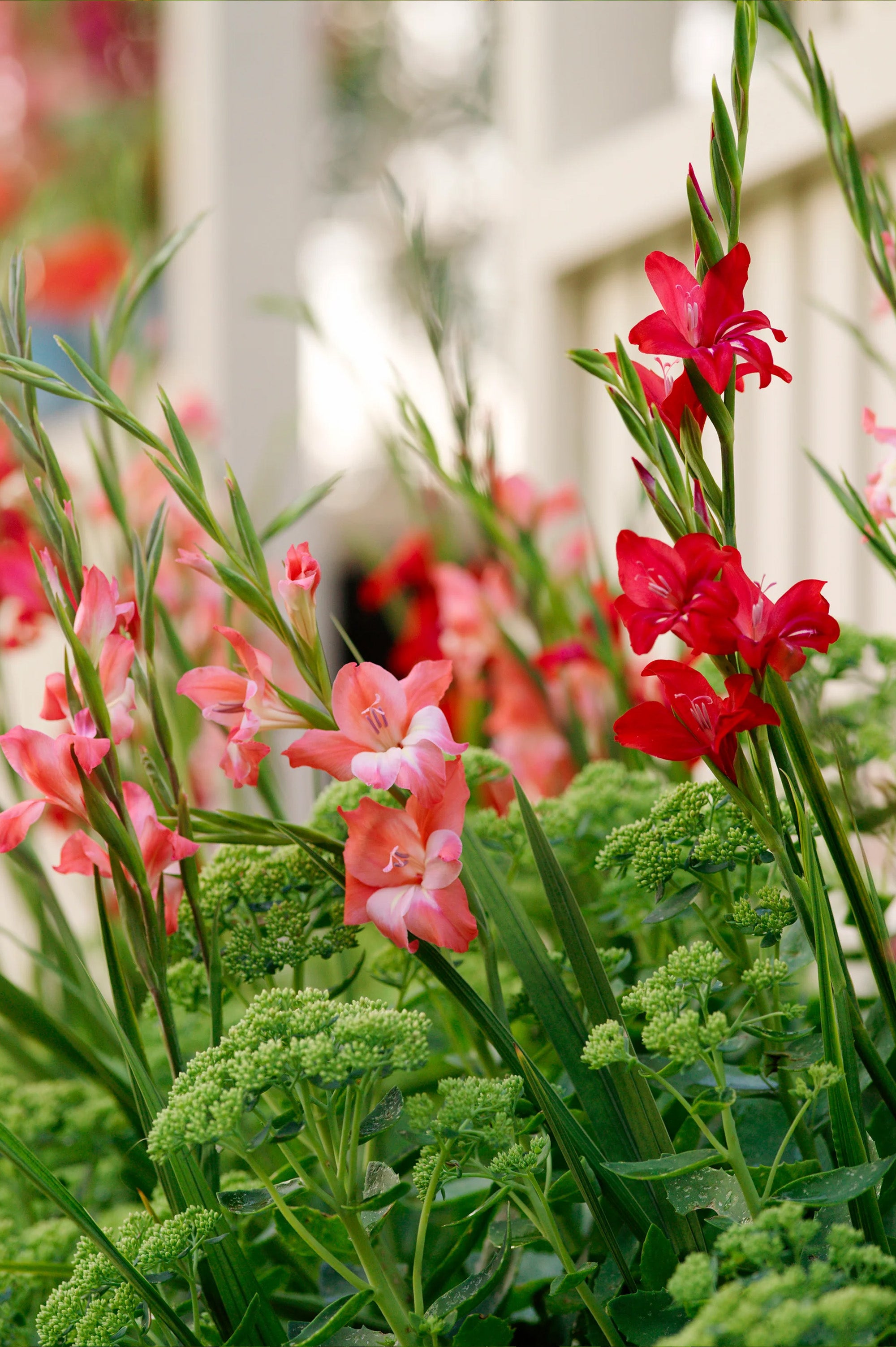 Gladiolus Nanus Mix (10 Bulbs)