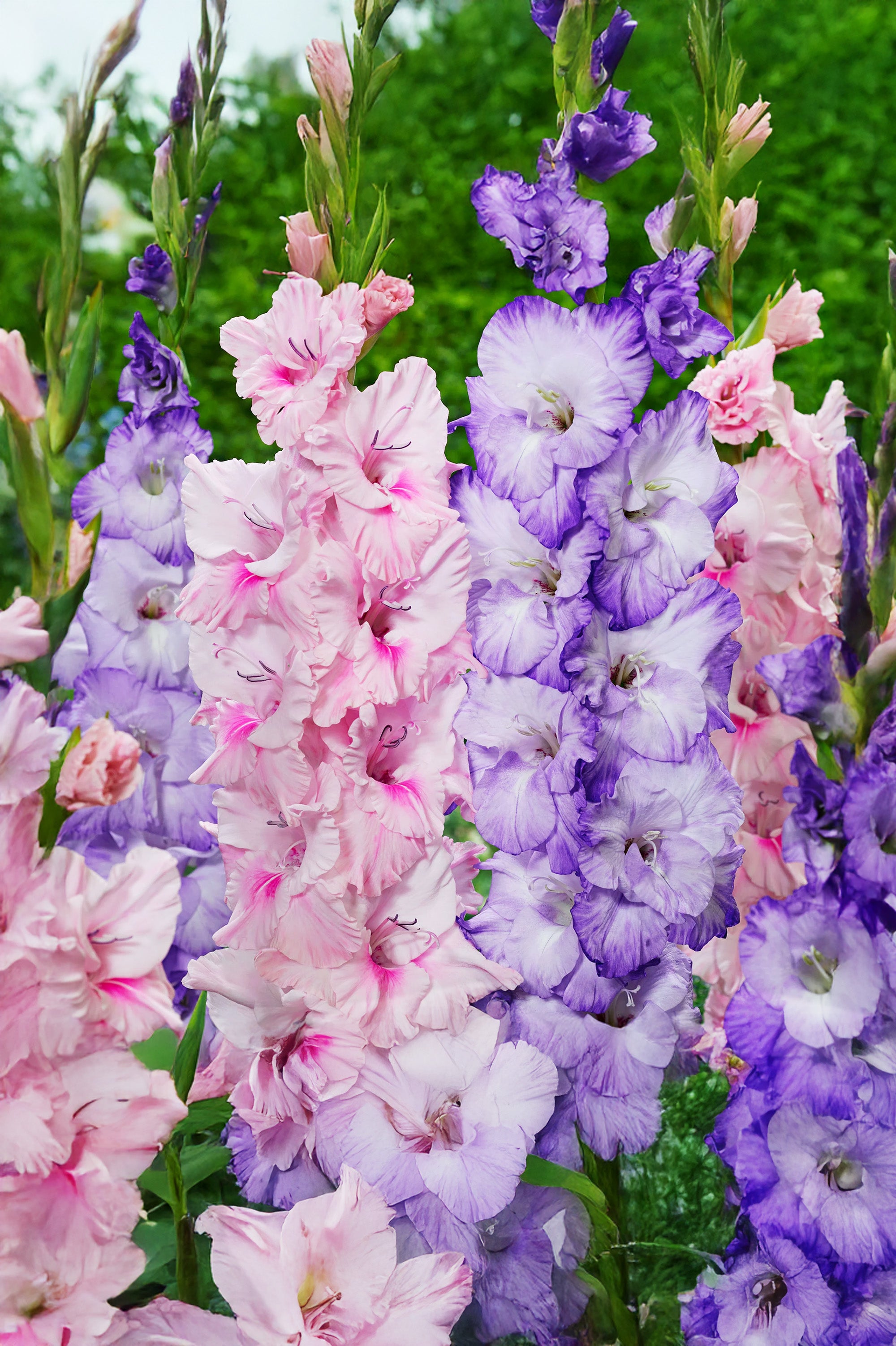 Gladiolus Pastel Mix