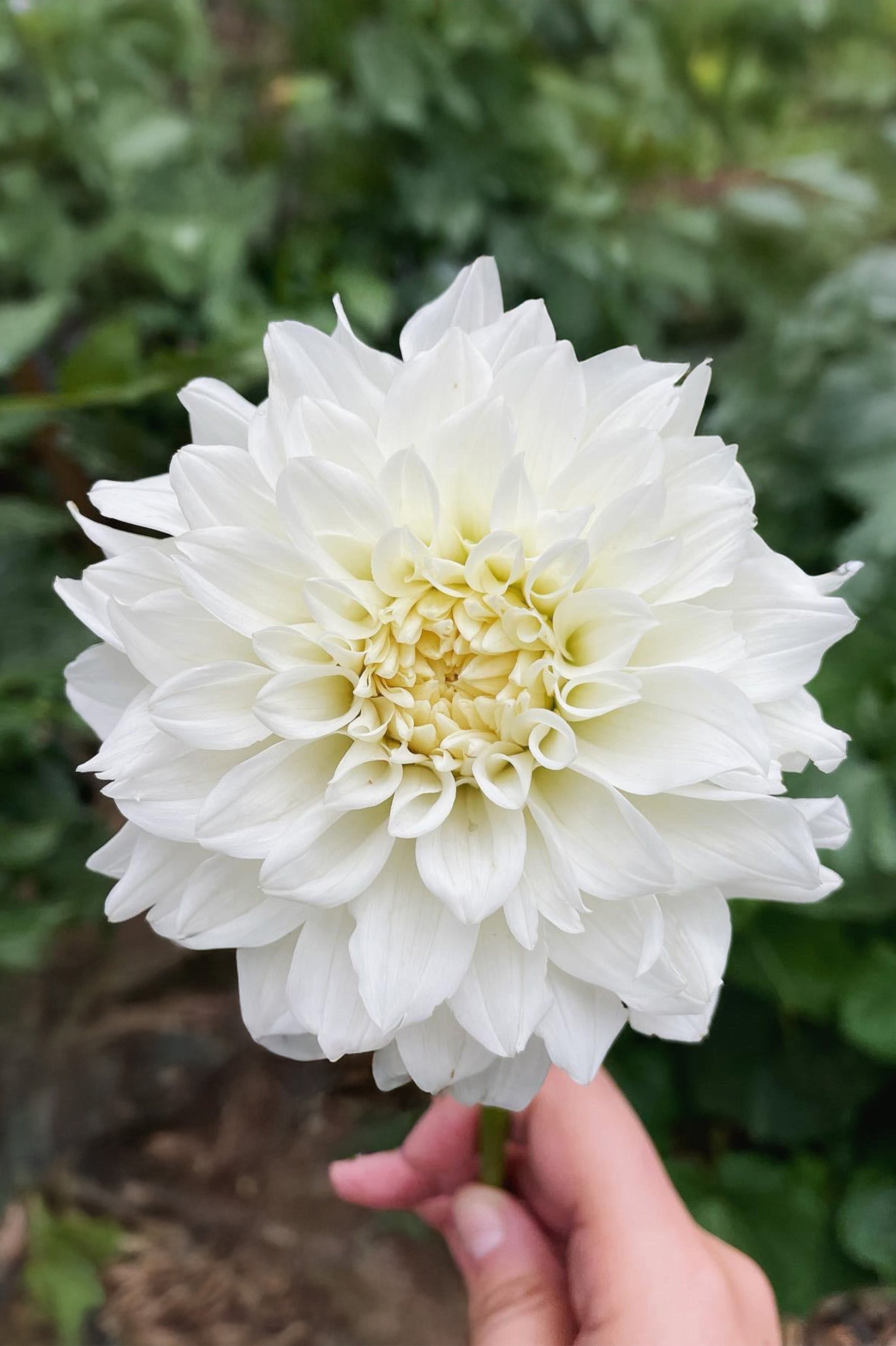 Dahlia Decorative Lillehammer