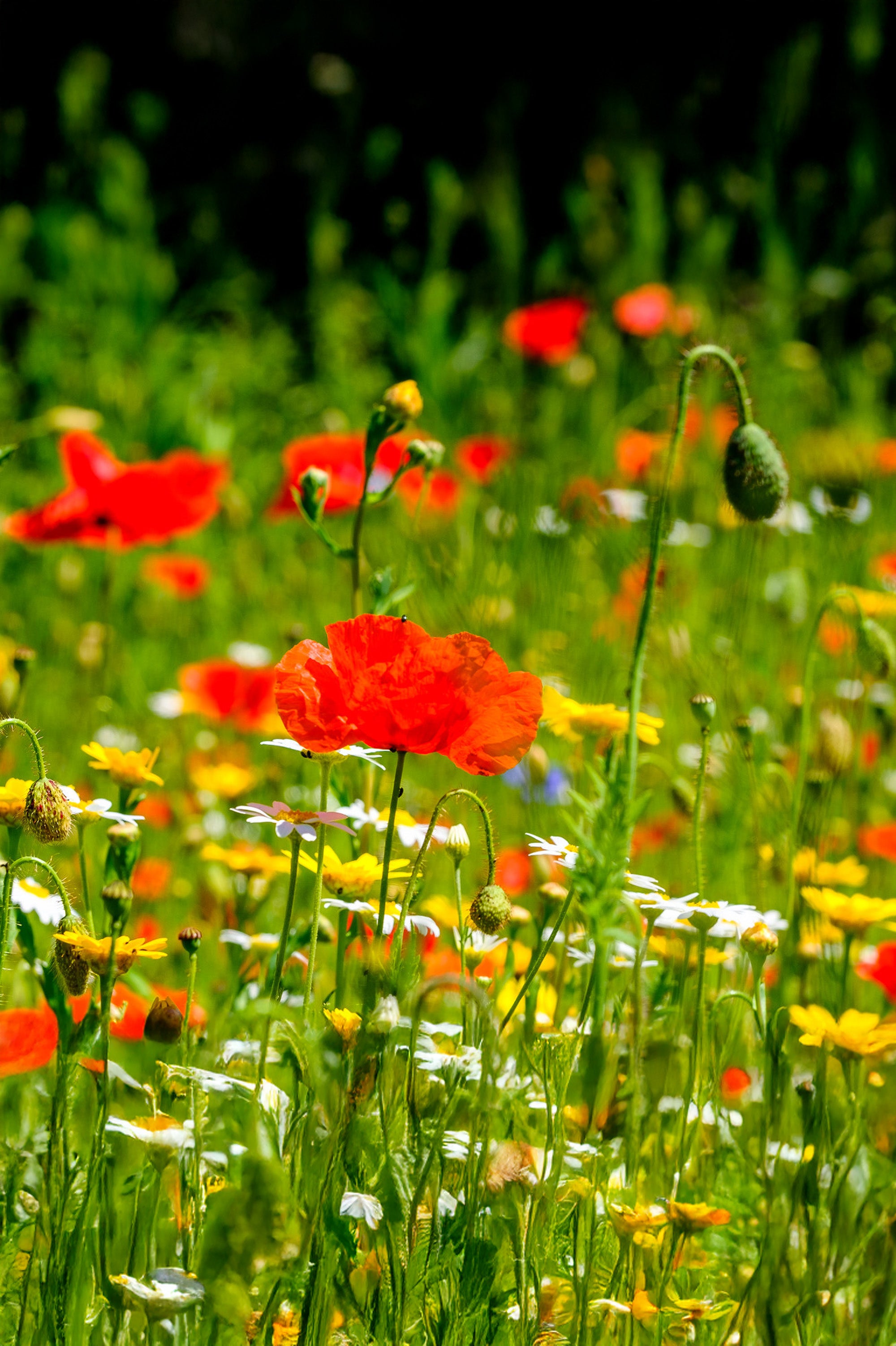 FREE! 10 Pack of Random Seeds (Fruit, Vegetable, Herb or Flower Seeds)
