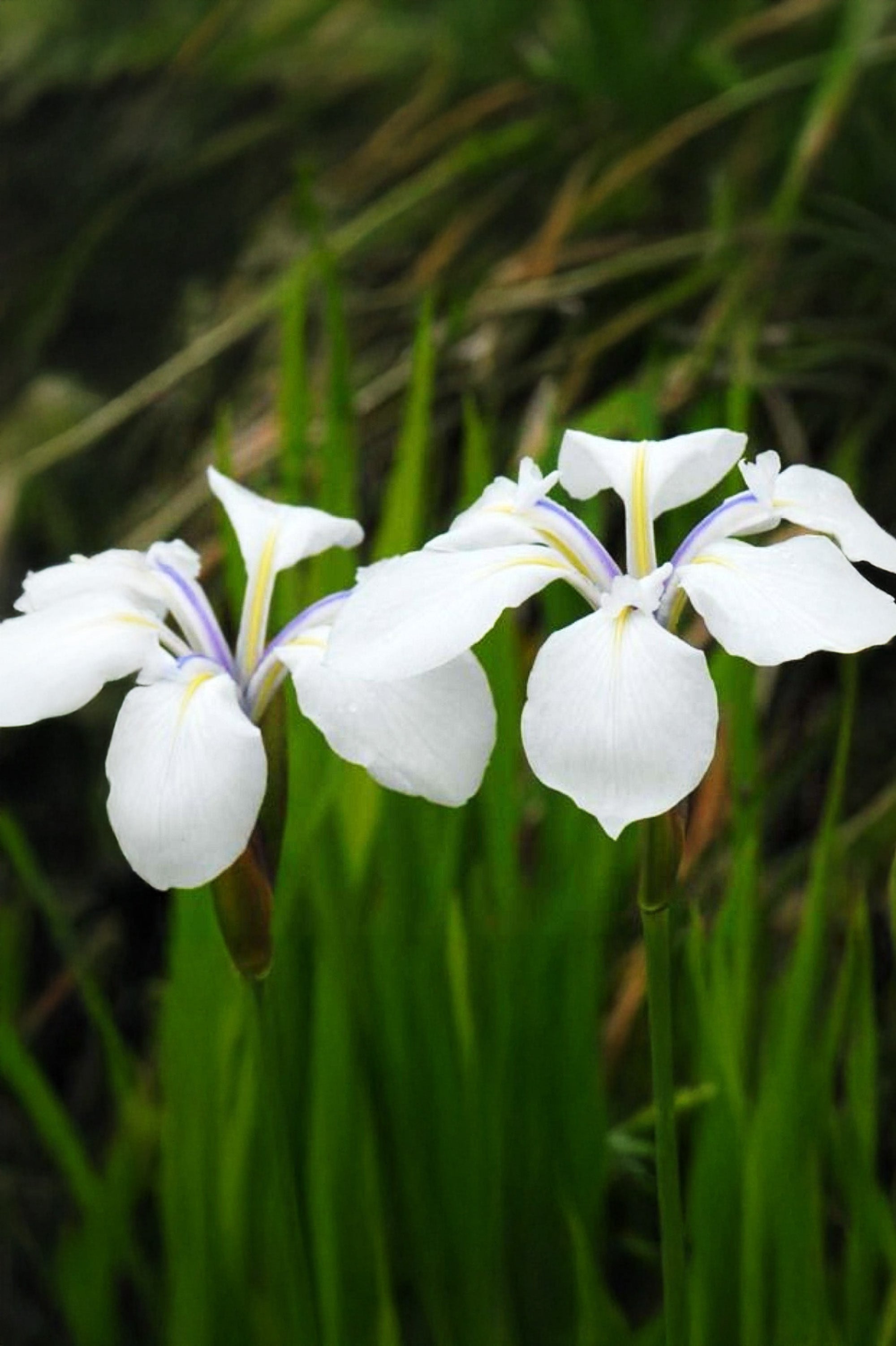 Iris Snowdrift