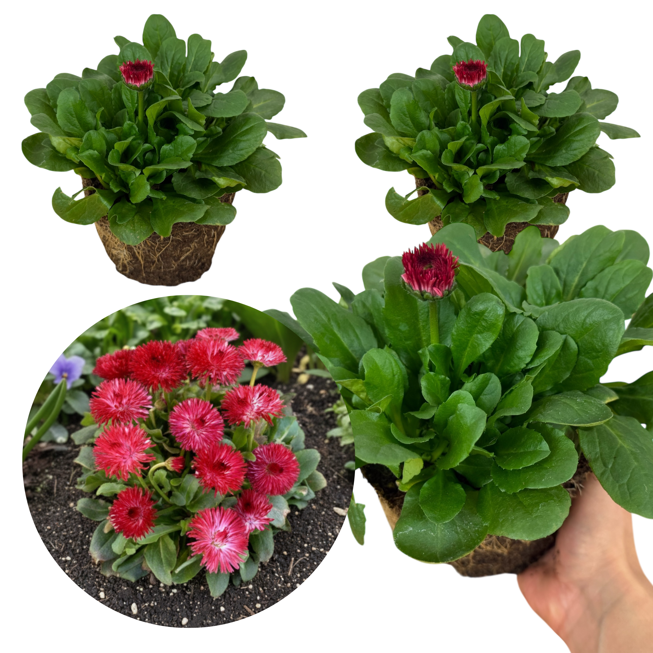 Bellis Habanera Red