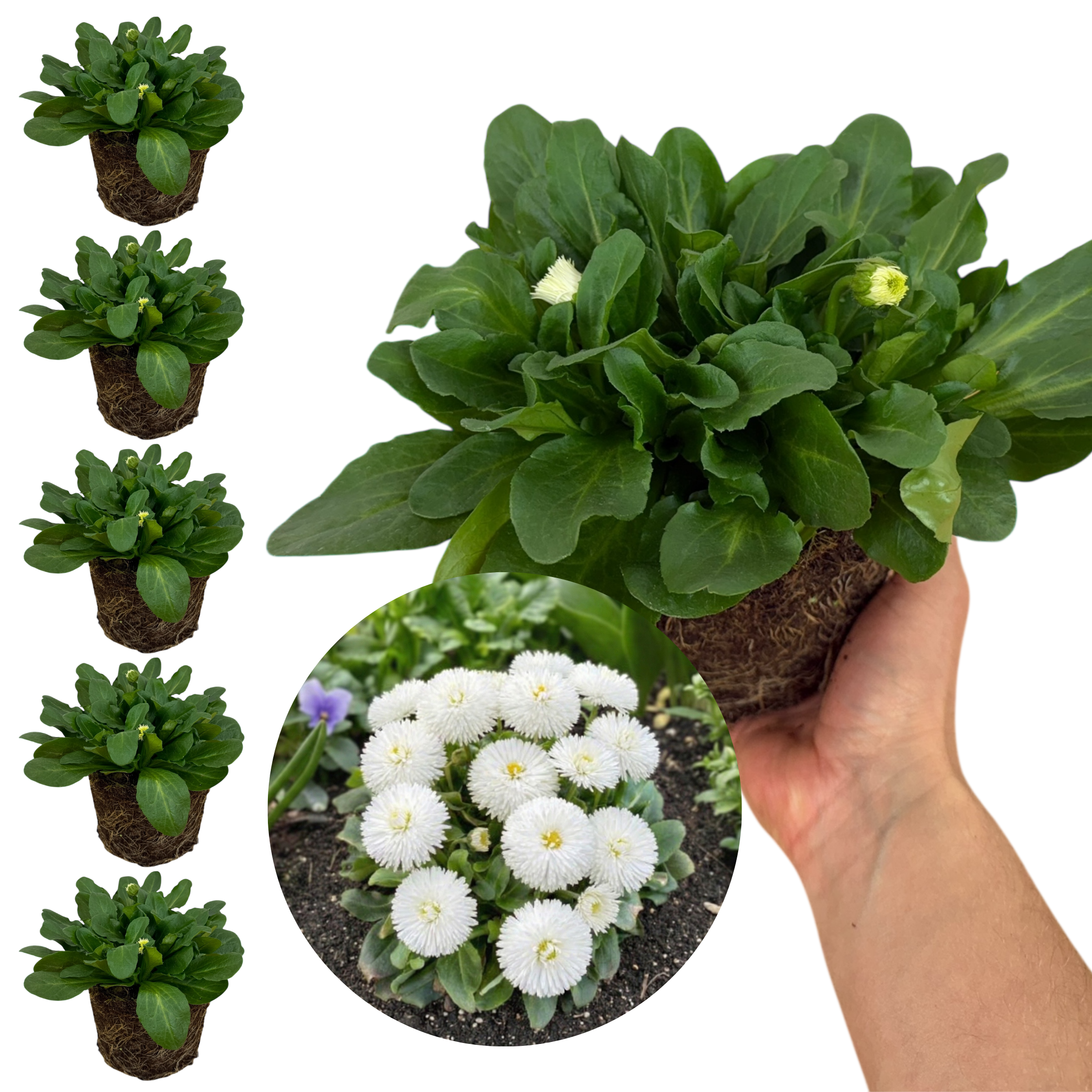 Bellis Habanera White