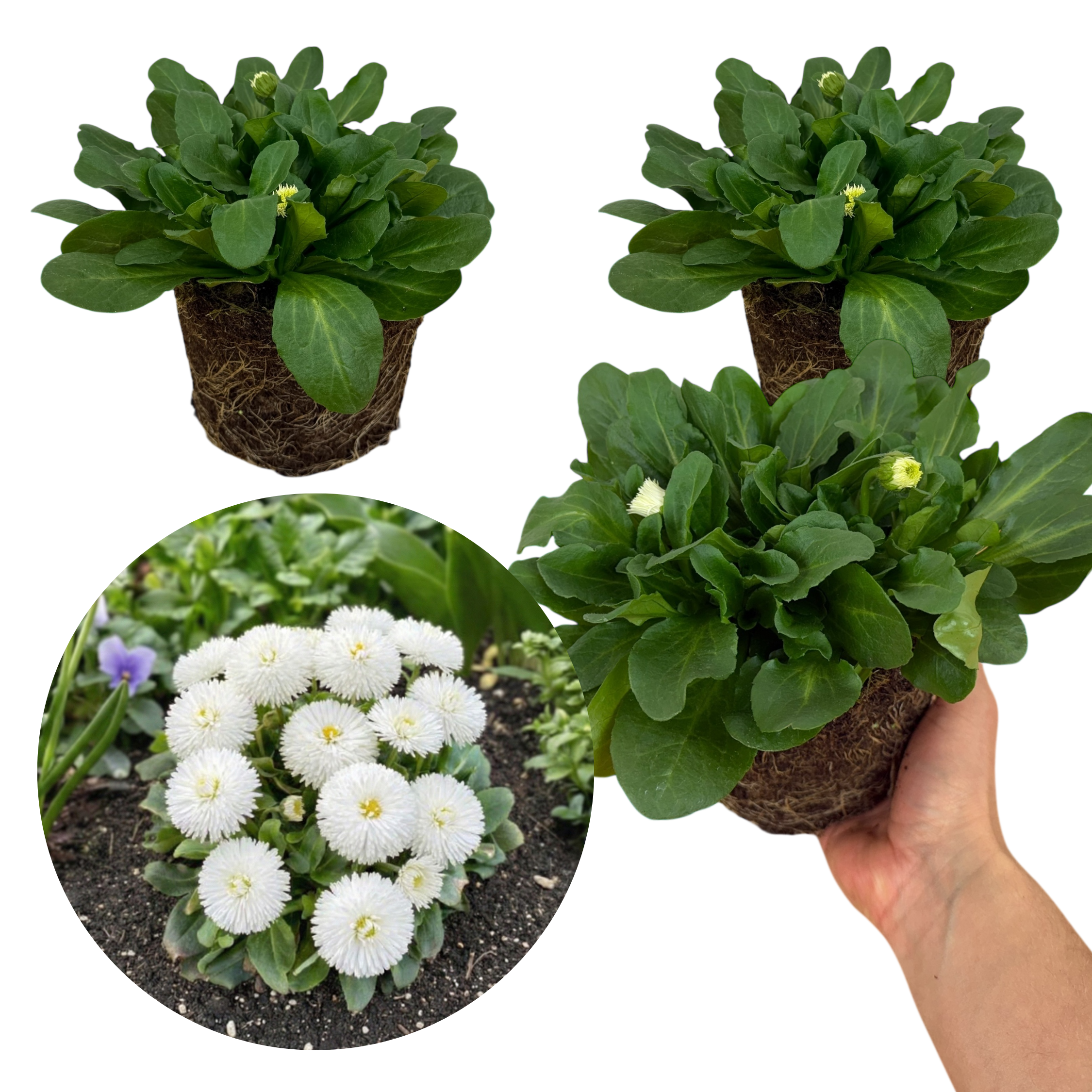 Bellis Habanera White