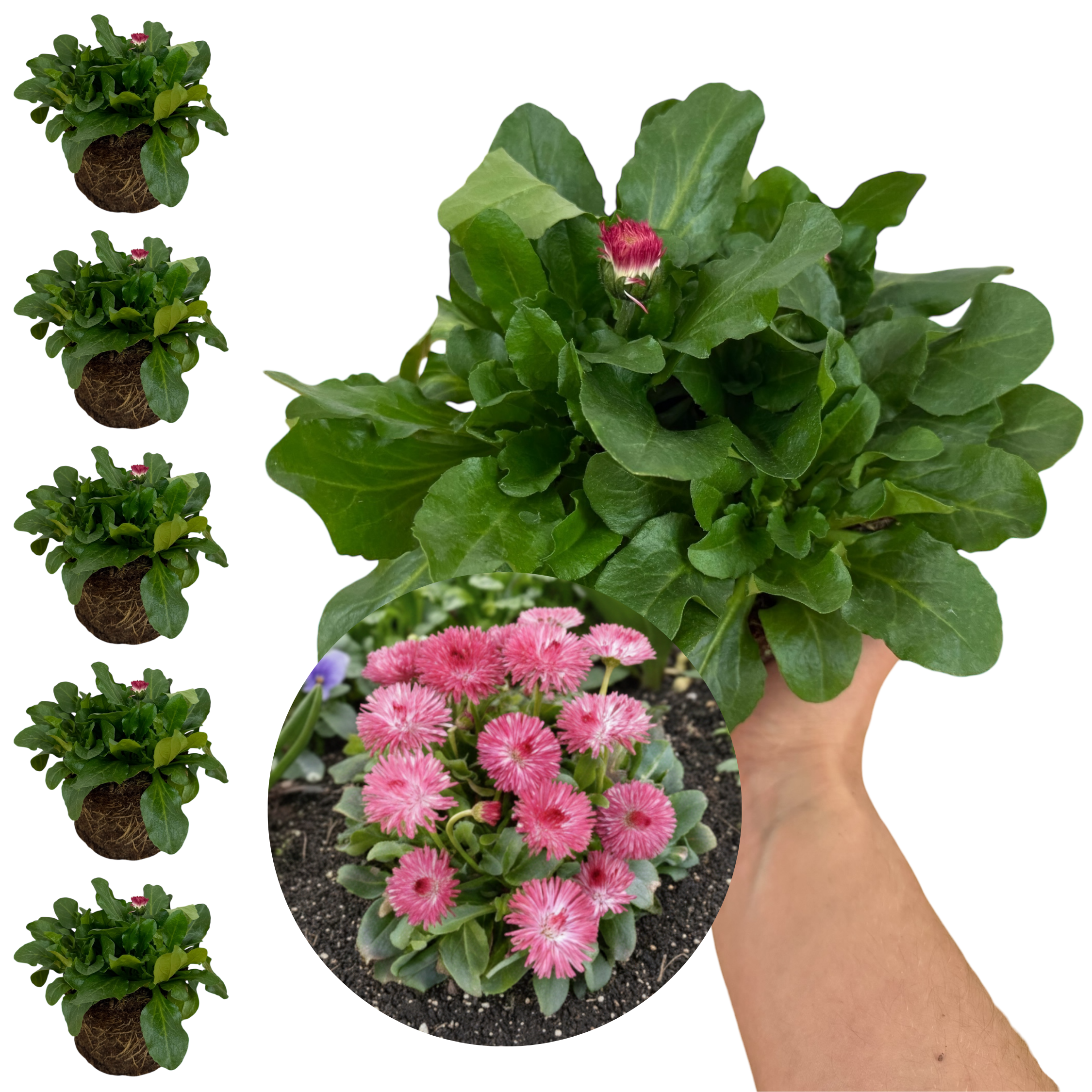 Bellis Habanera Rose