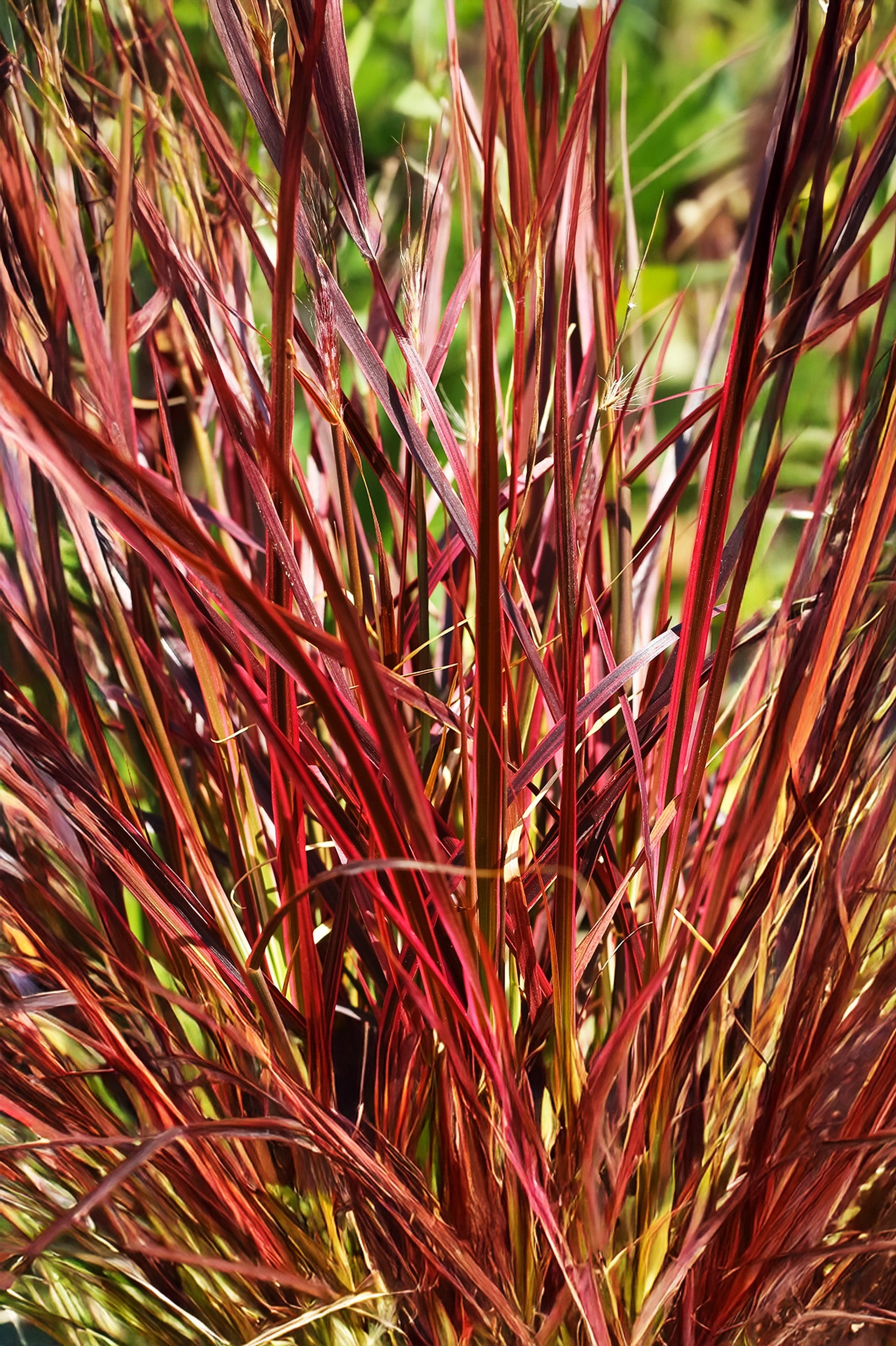 Miscanthus Sinensis Red Chief