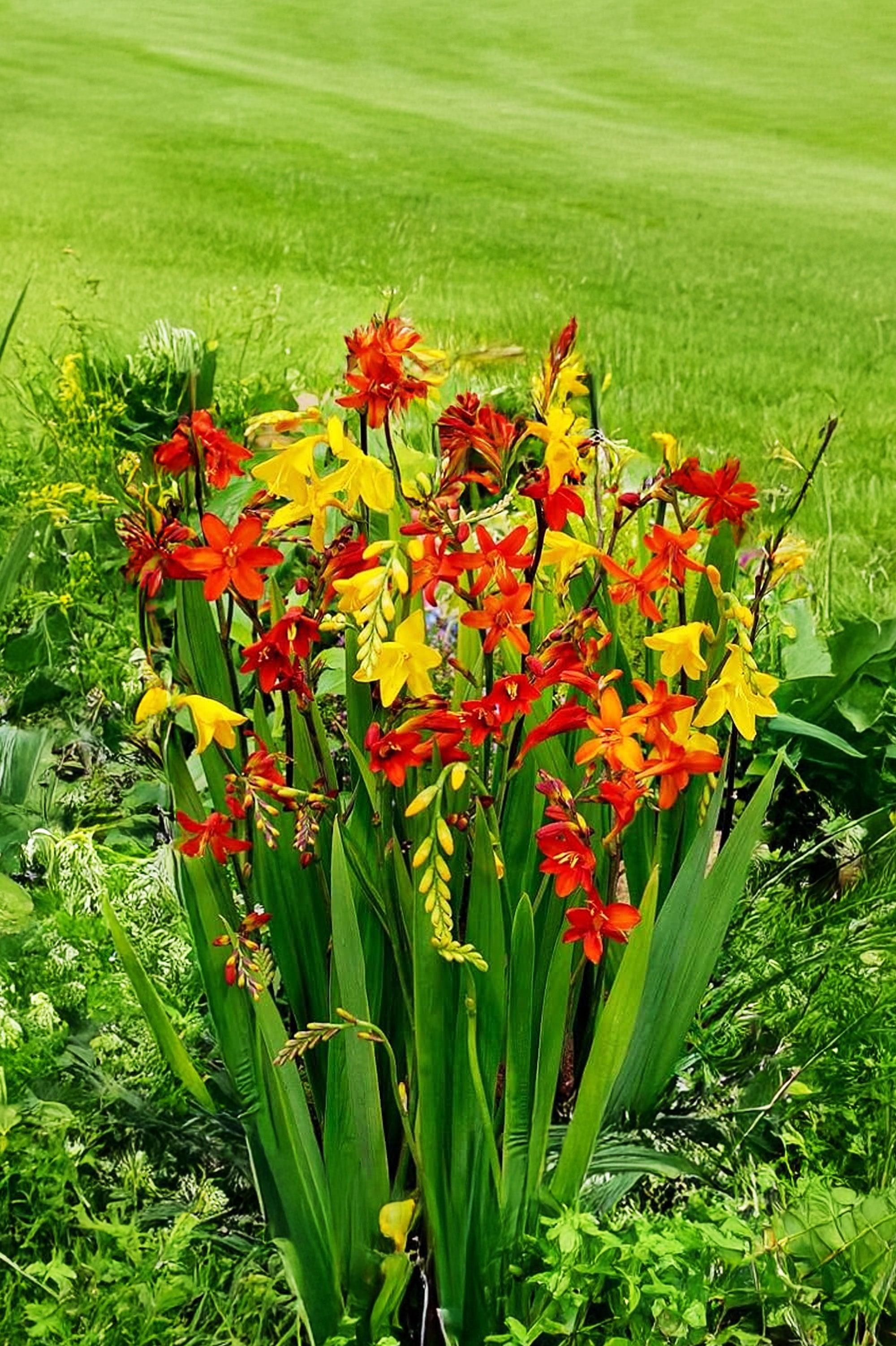 Montbretia Mix