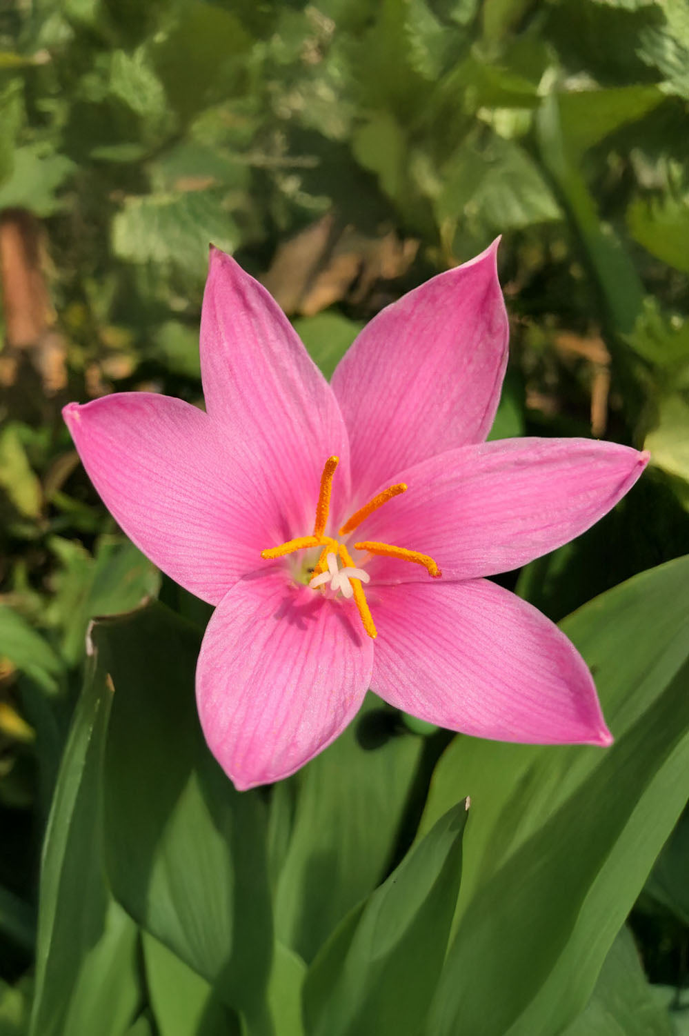 Zephyranthus Robustus Pink