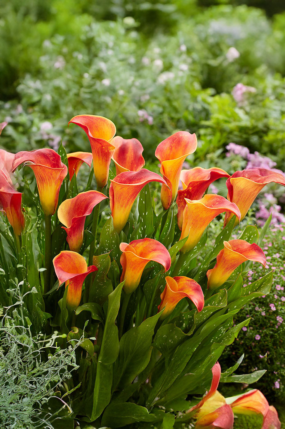 Zantedeschia Orange