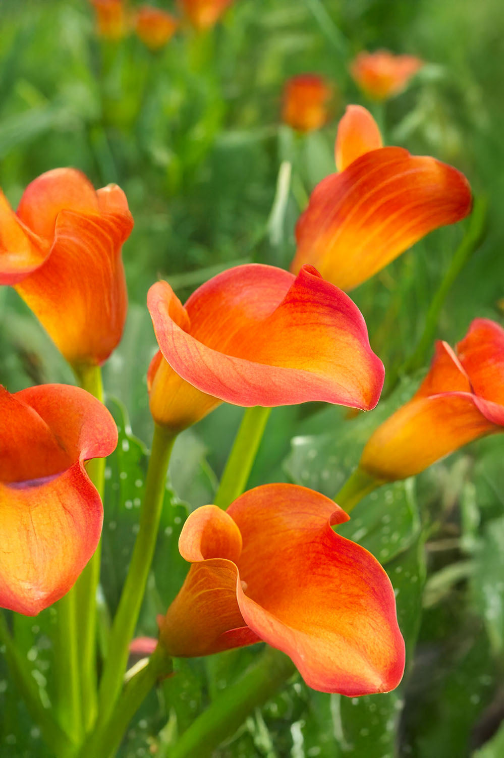 Zantedeschia Orange