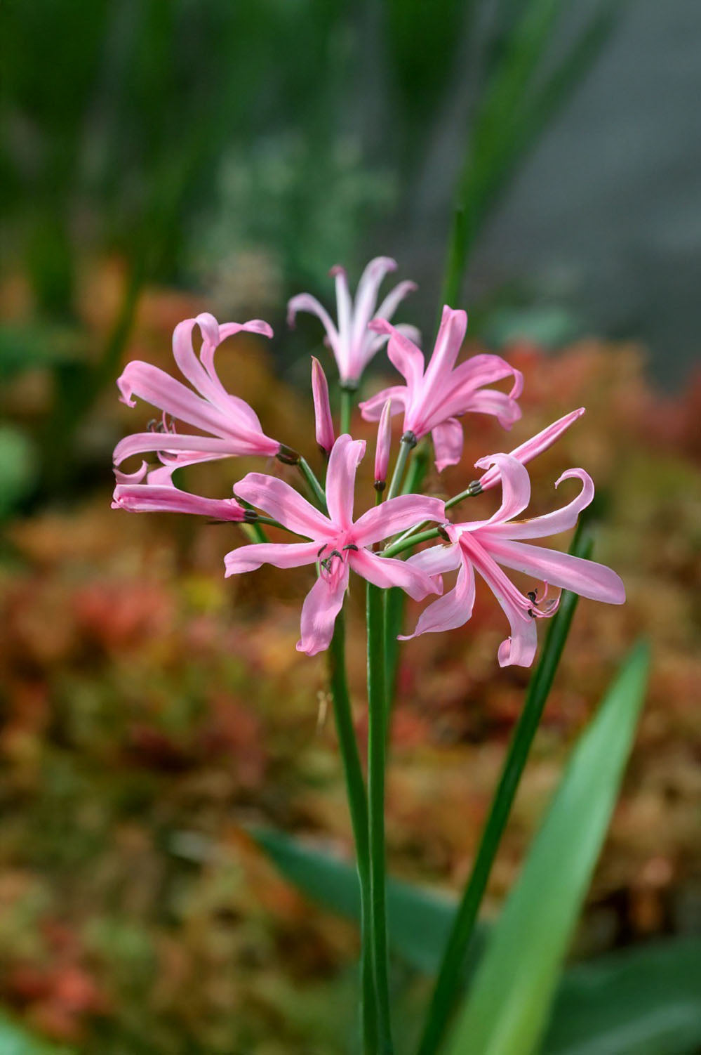Nerine Bowdenii