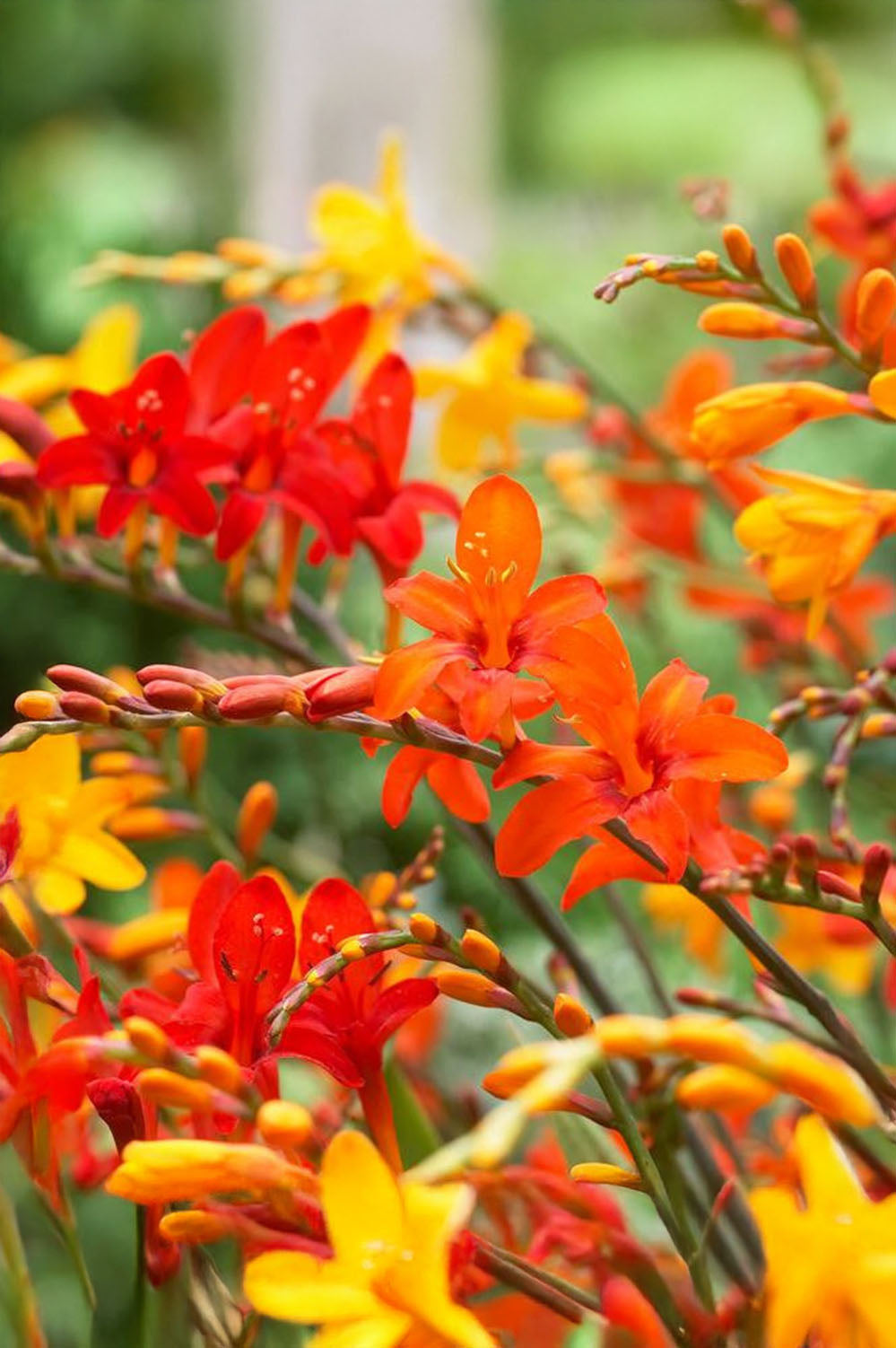 Butterfly Perennial Box (Phlox Paniculata, Eryngium Planum, Echinacea Purpurea, Crocosmia X Crocosmiiflora, Liatris Spicata) 50x Spring Planting Flower Bulbs