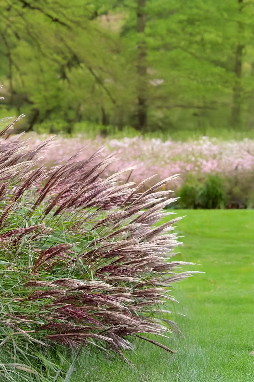 Miscanthus Sinensis Red Chief
