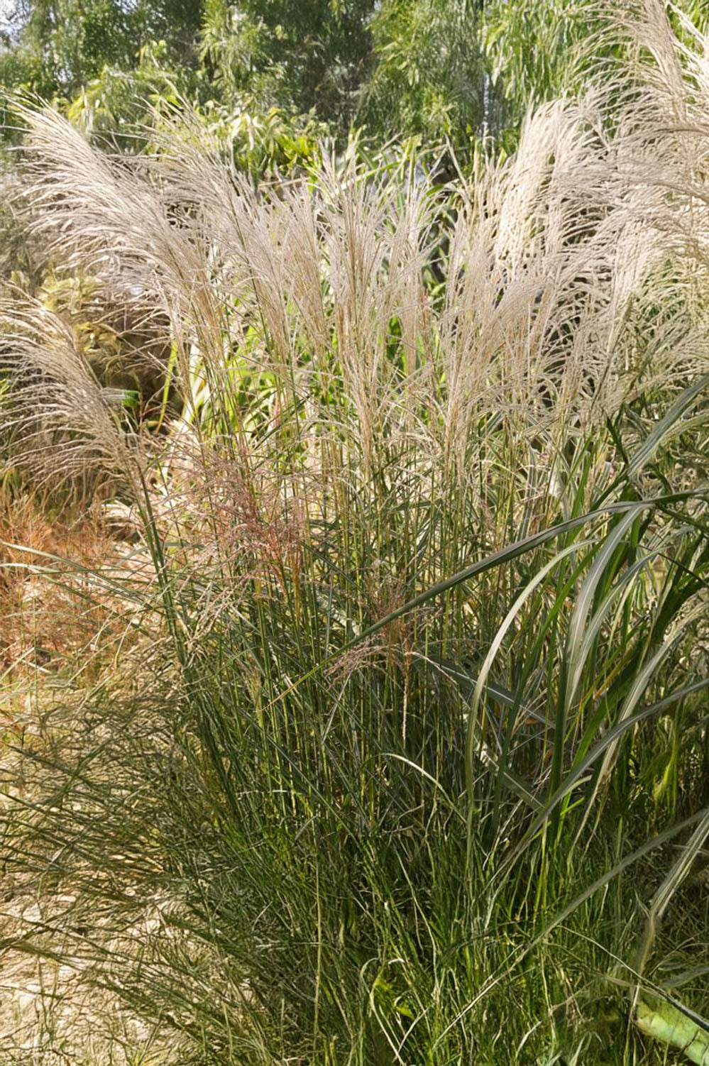Miscanthus Sinensis Federweisser