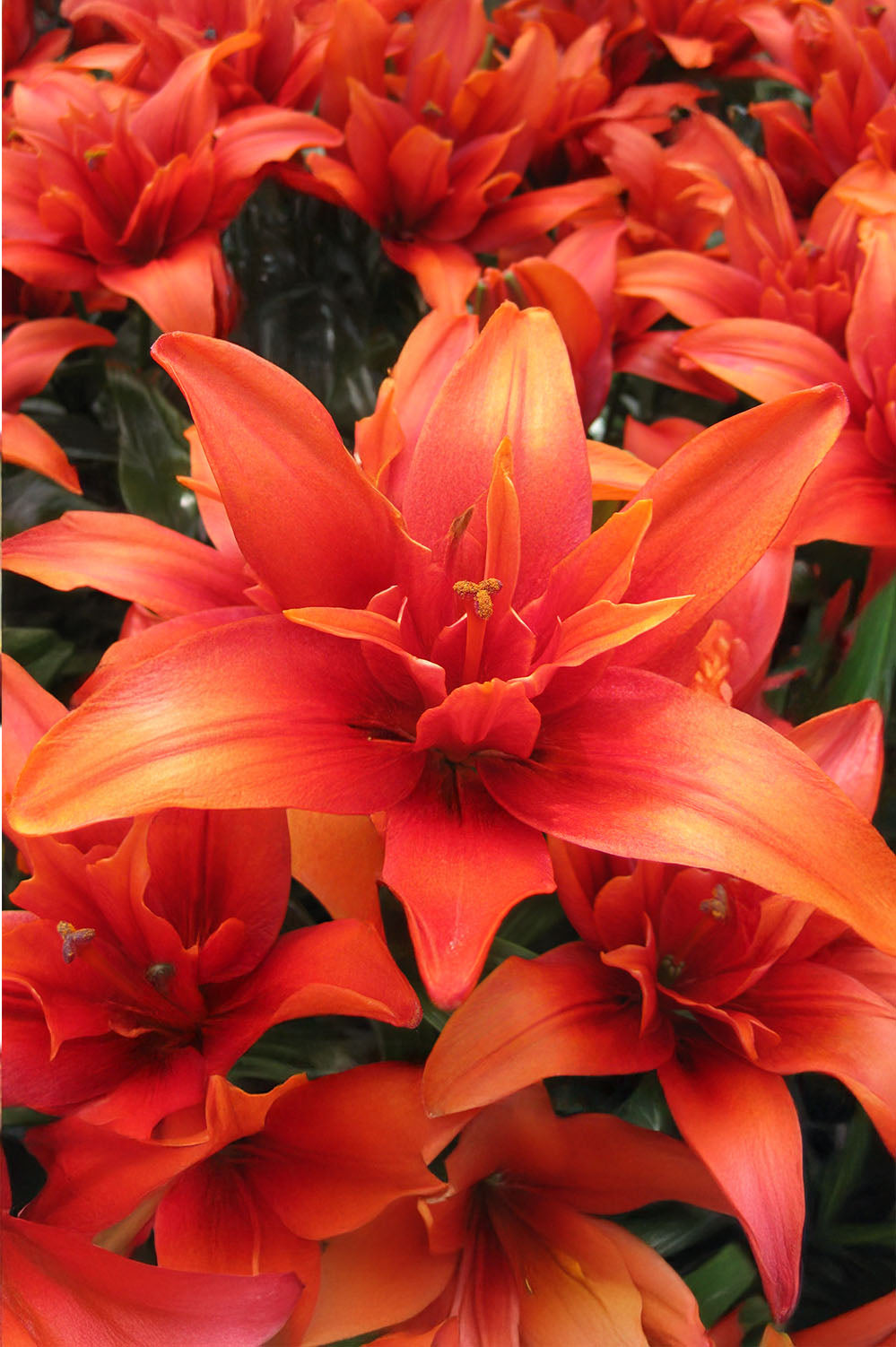 Lilium Red Twin