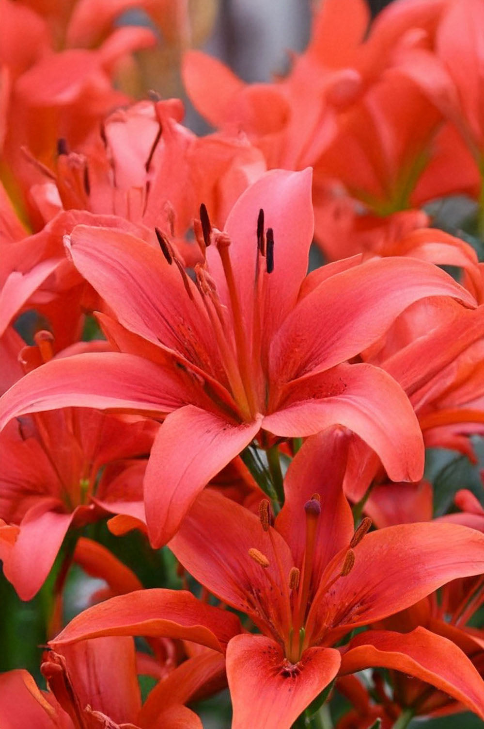 Lilium Red Twin