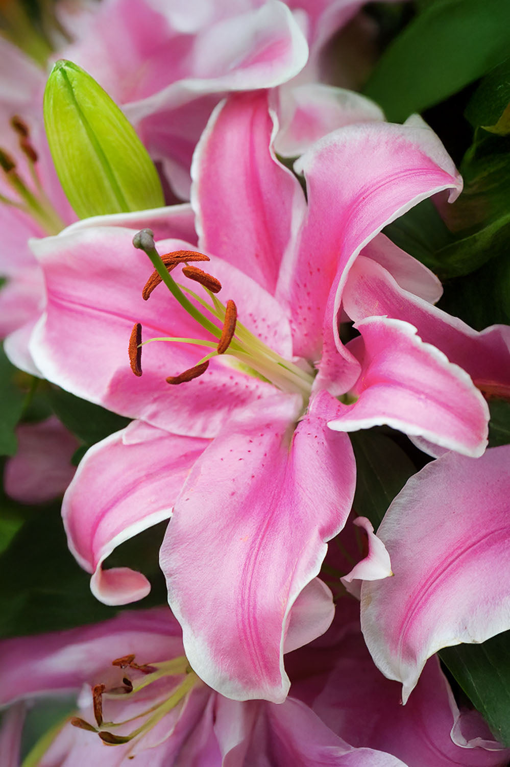 Lilium Oriental Curly Sue