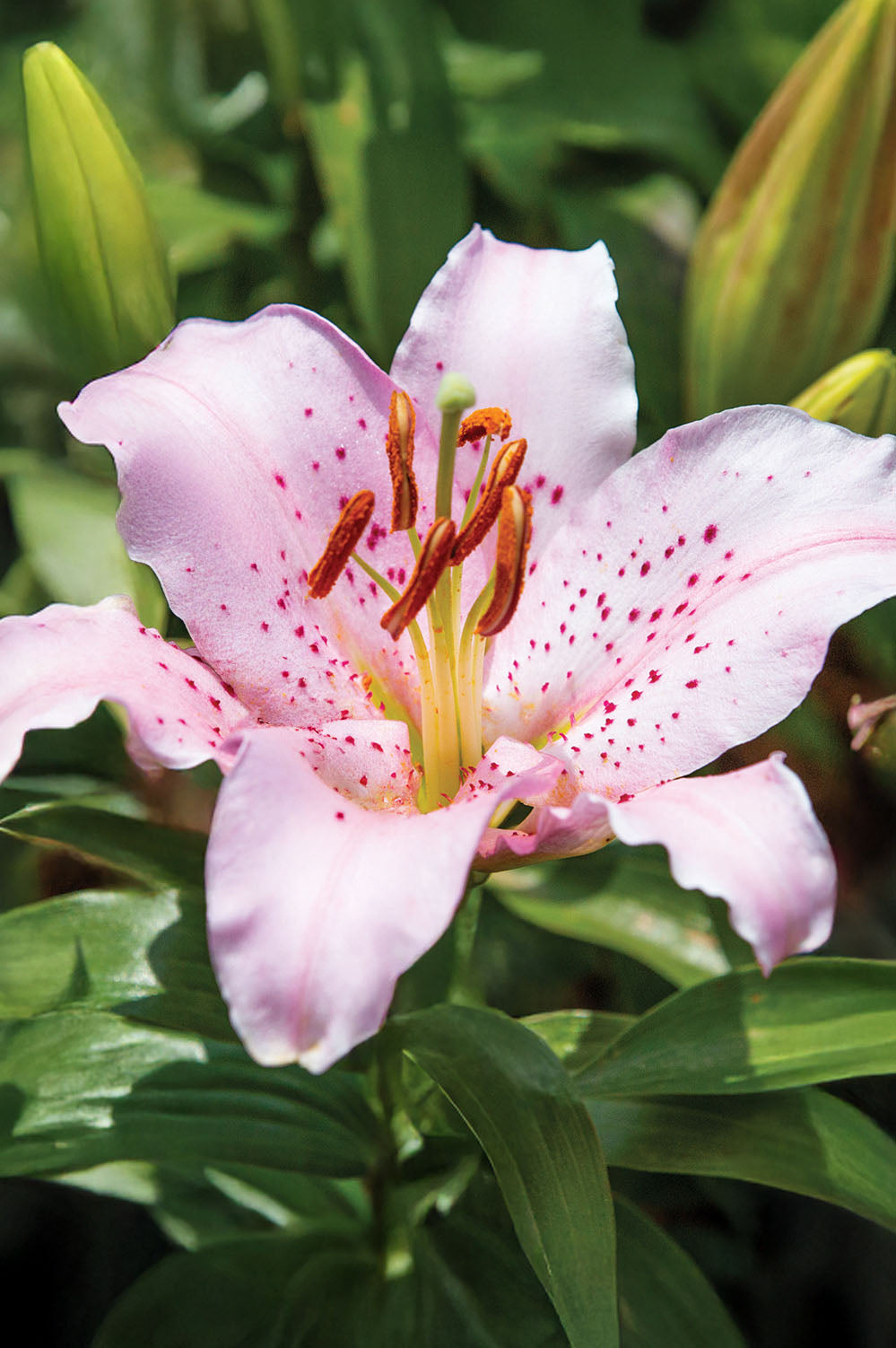 Lilium Oriental Curly Sue