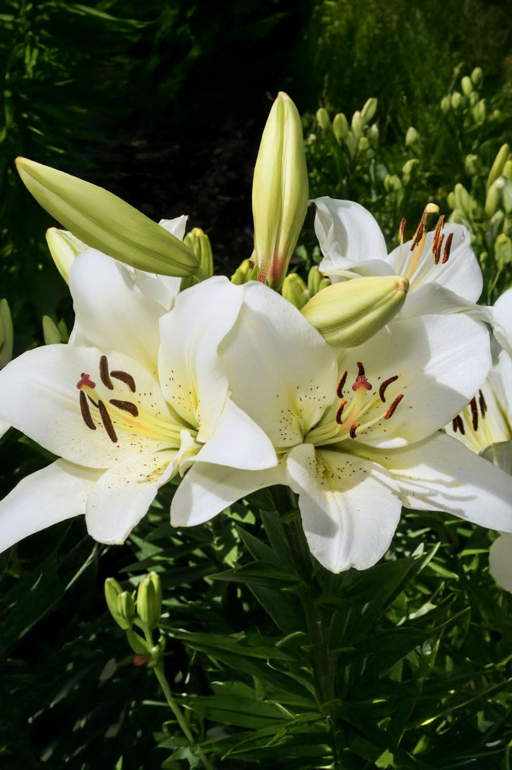 Lilium Asiatic White