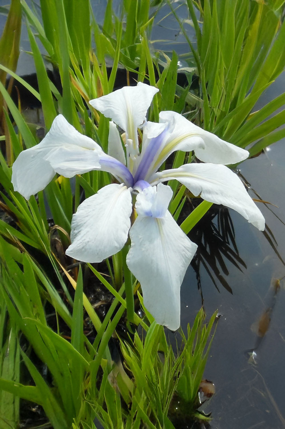 Iris Snowdrift