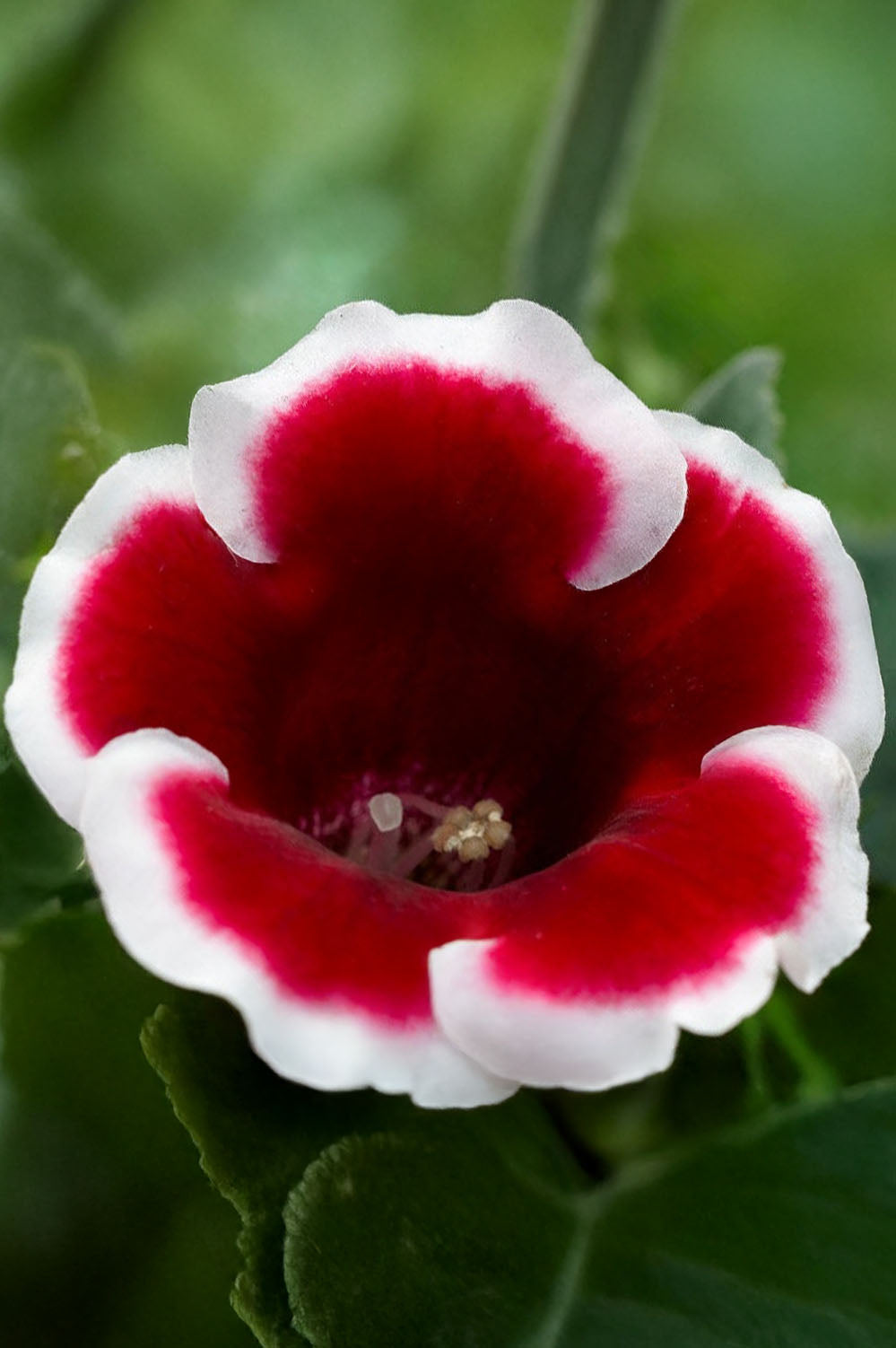 Gloxinia Kaiser Friedrich
