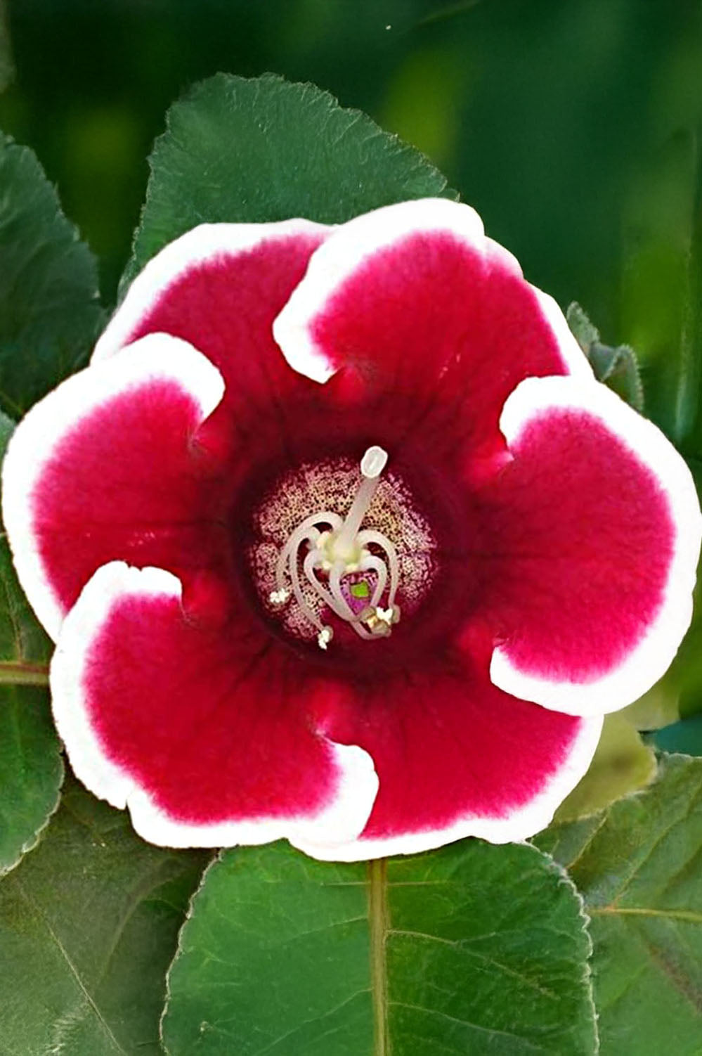 Gloxinia Kaiser Friedrich